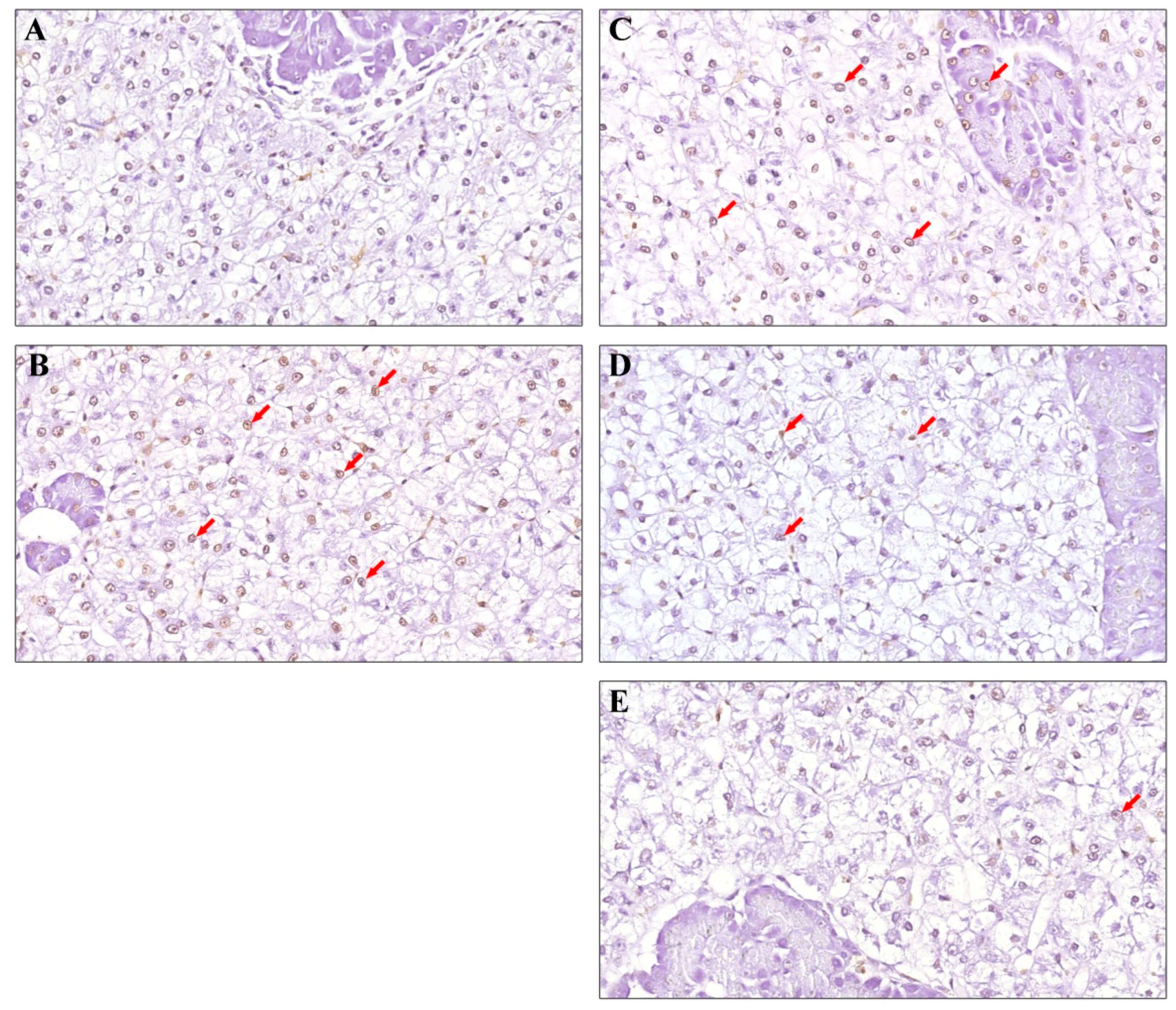 Animals 13 00341 g002