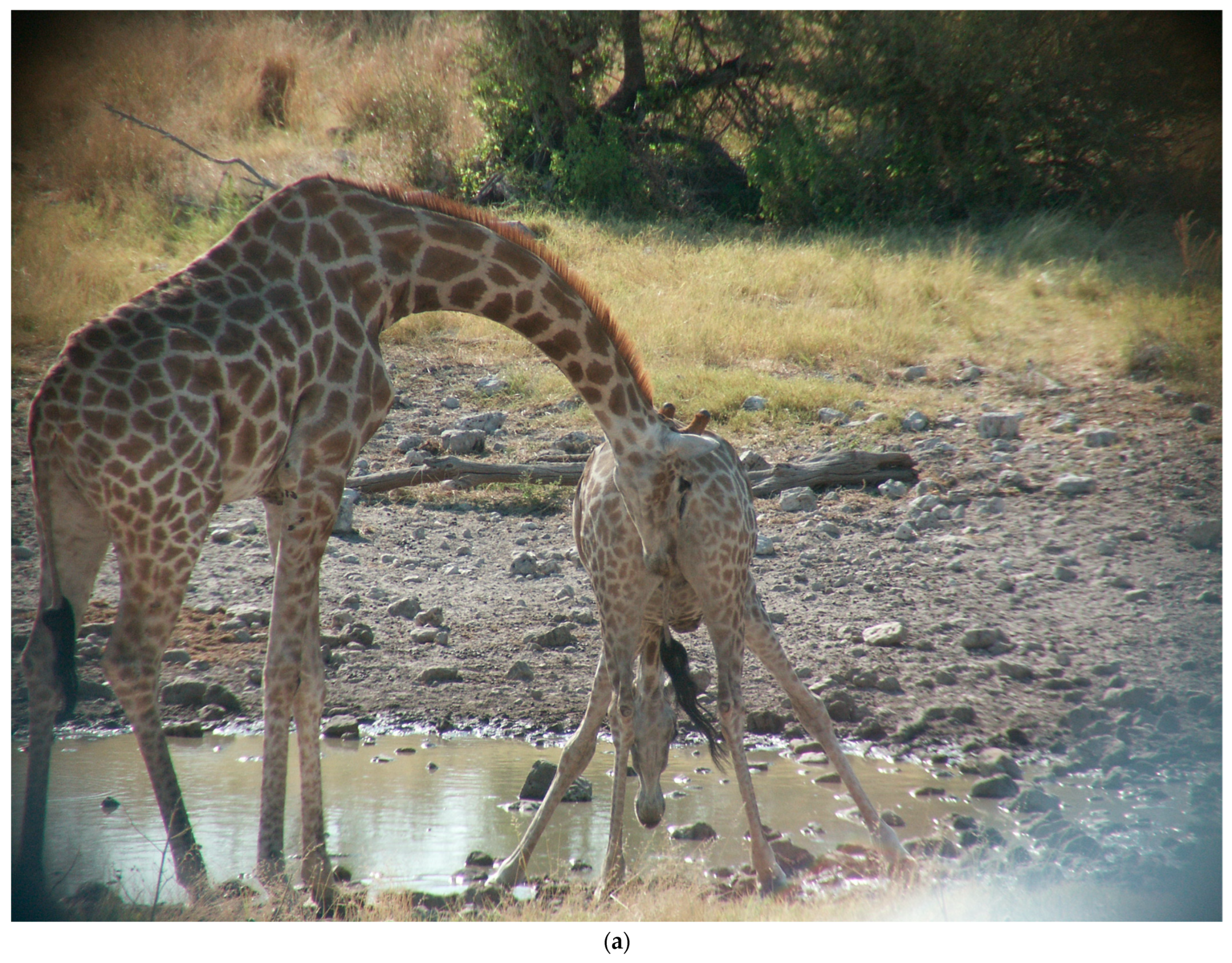 Animals | Free Full-Text | Flehmen, Osteophagia, and Other Behaviors of Giraffes (Giraffa giraffa angolensis): Vomeronasal Organ Adaptation Animals | Free Full-Text | Flehmen, Osteophagia, and Other Behaviors of Giraffes (Giraffa giraffa angolensis): Vomeronasal Organ Adaptation