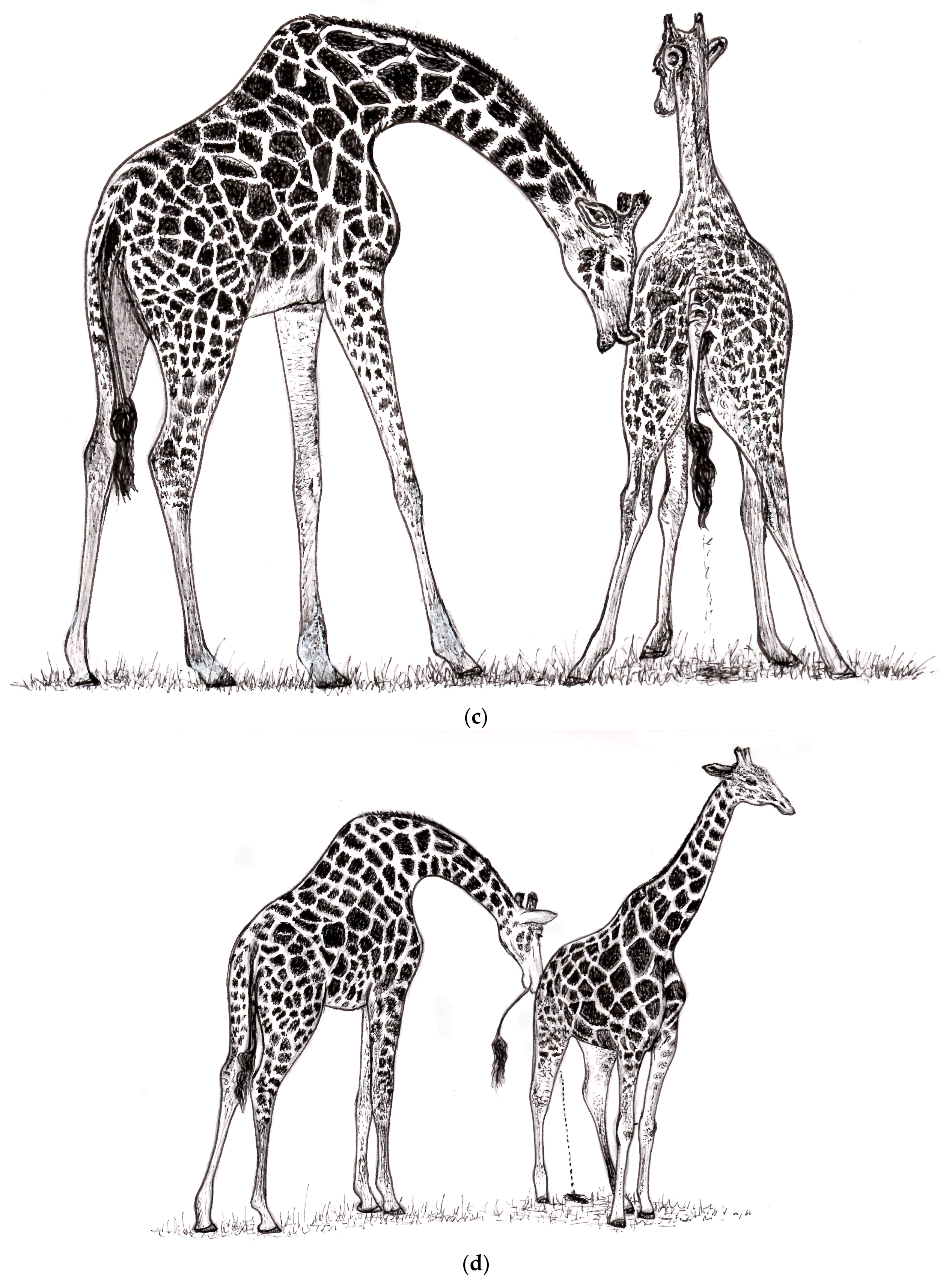 Animals 13 00354 g001c