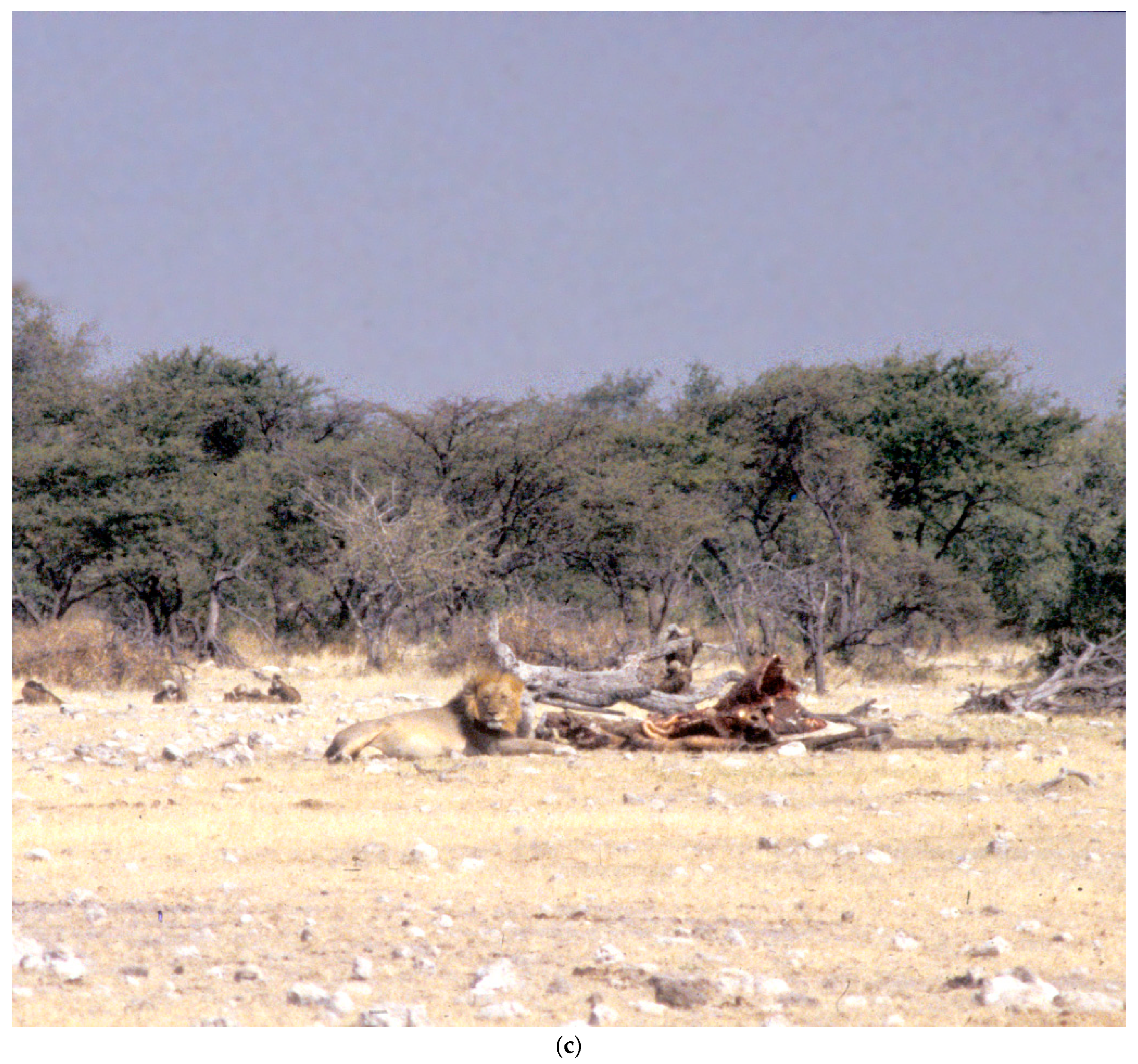 Animals 13 00354 g002b