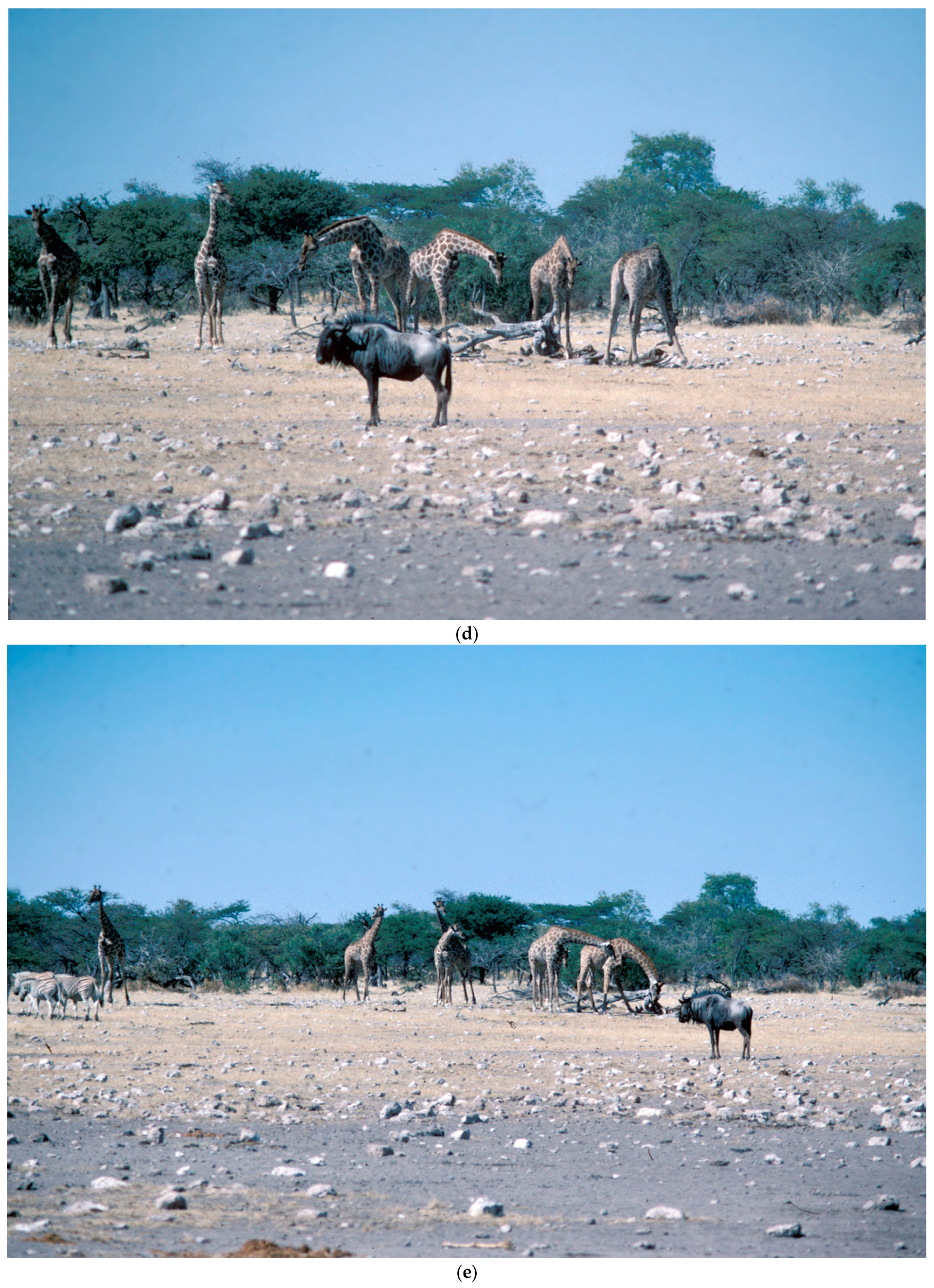 Animals 13 00354 g002c