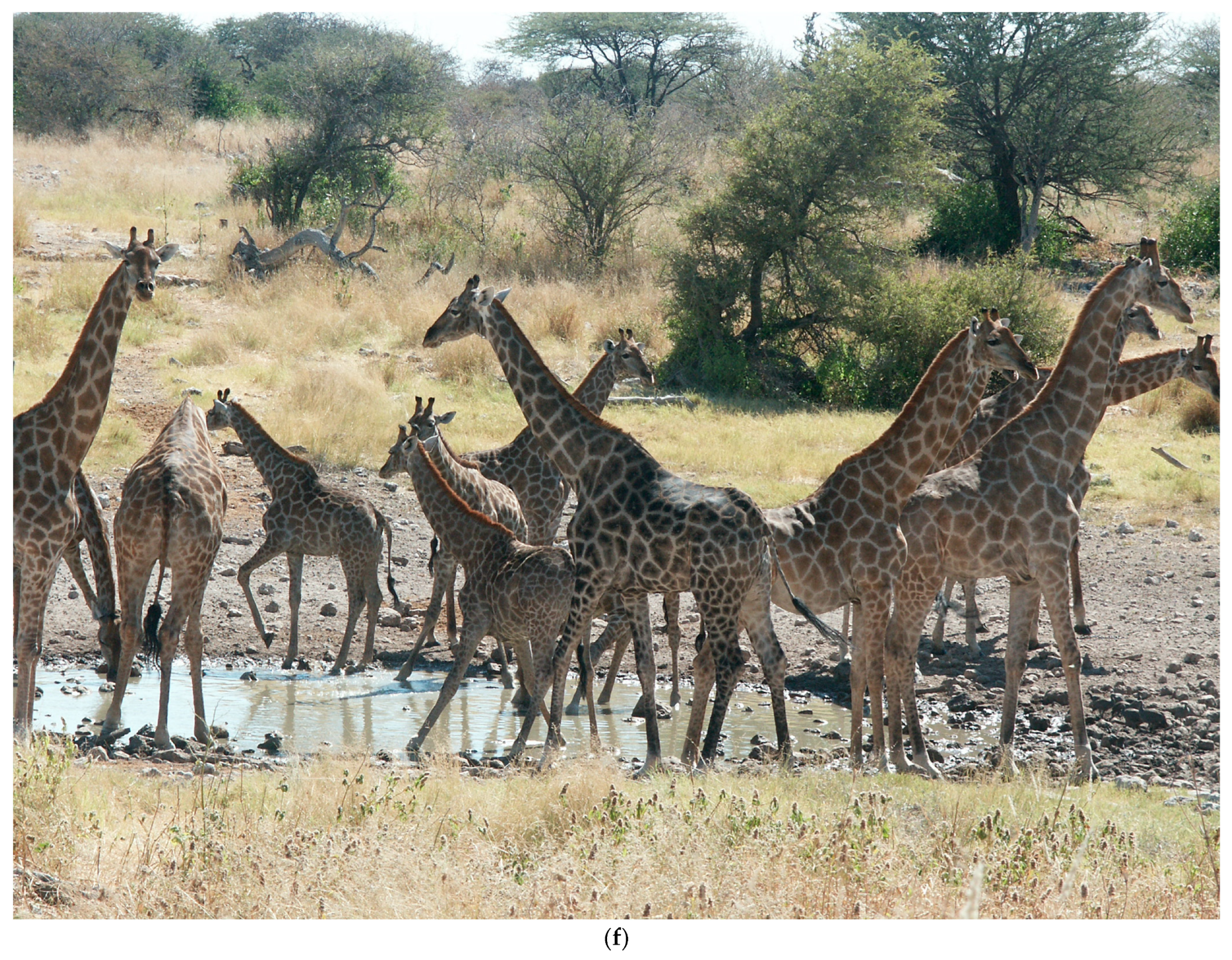 Animals 13 00354 g002d