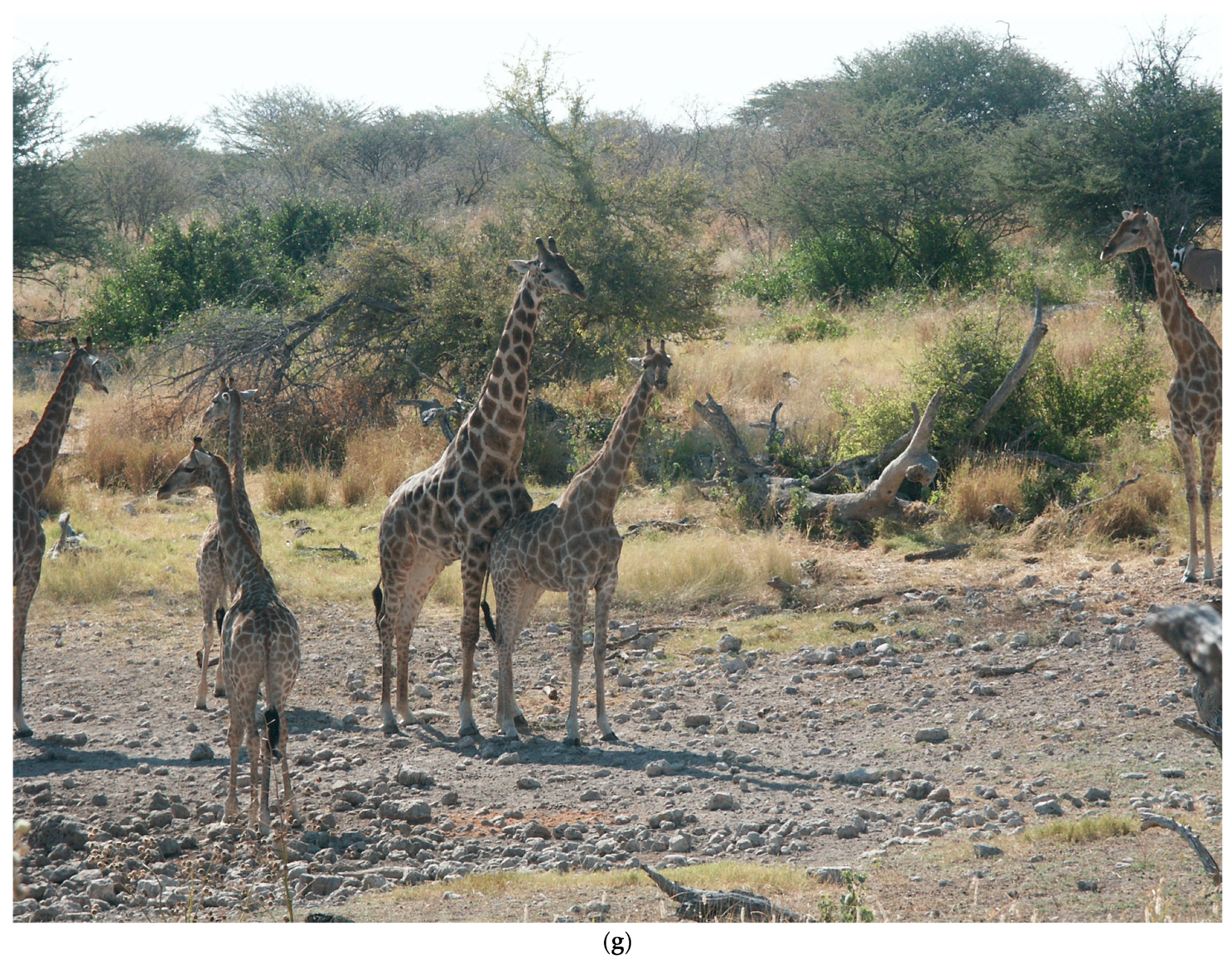 Animals 13 00354 g002e