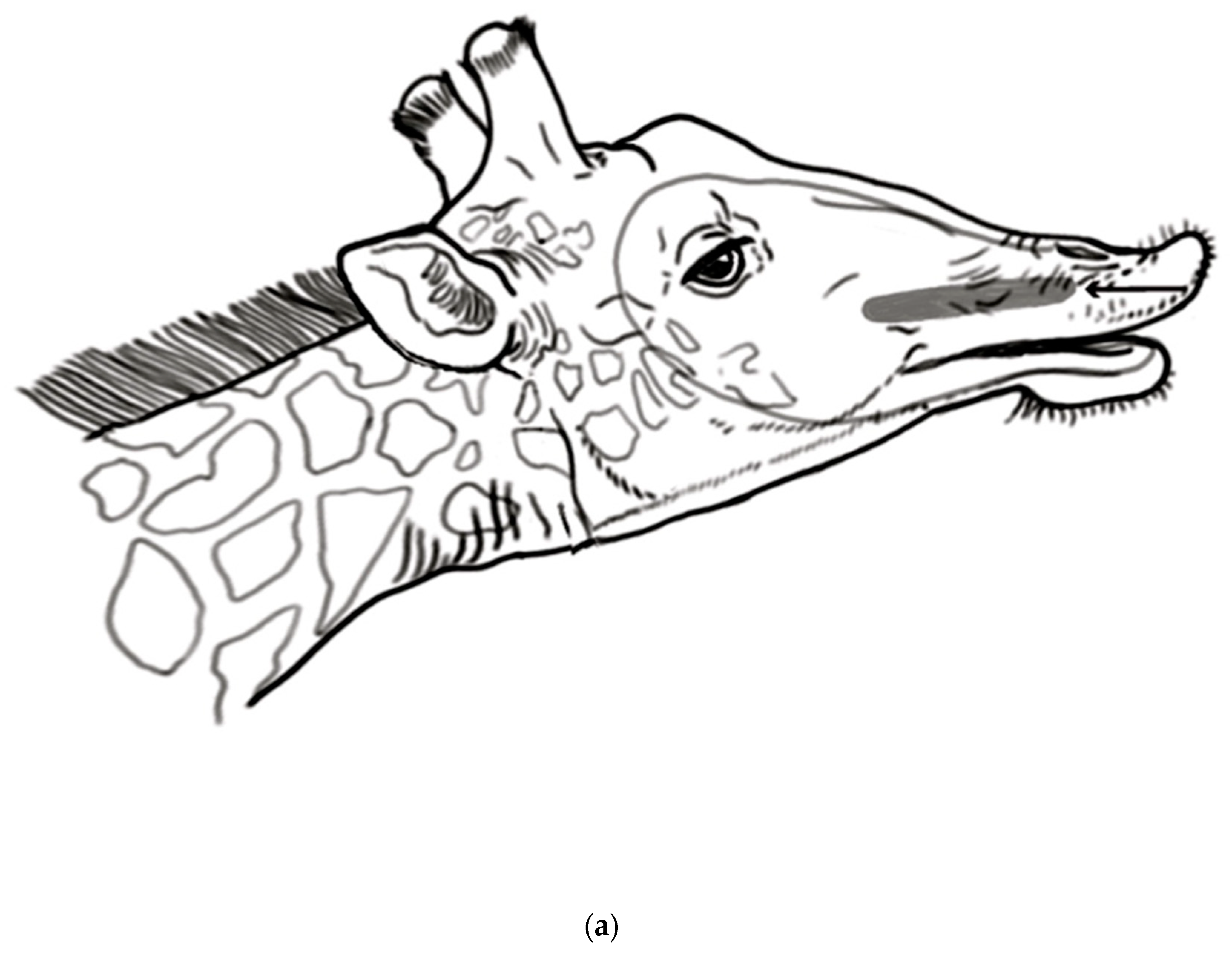 Animals 13 00354 g003a