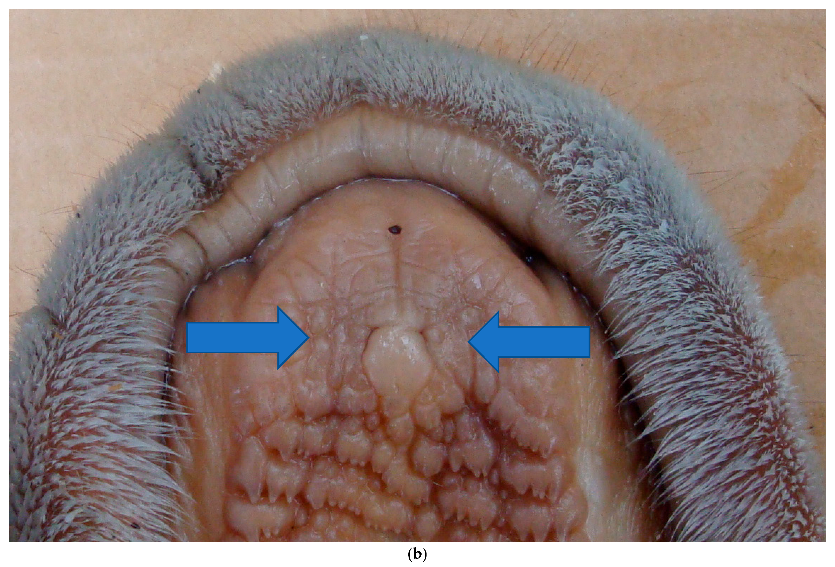 Animals 13 00354 g003b