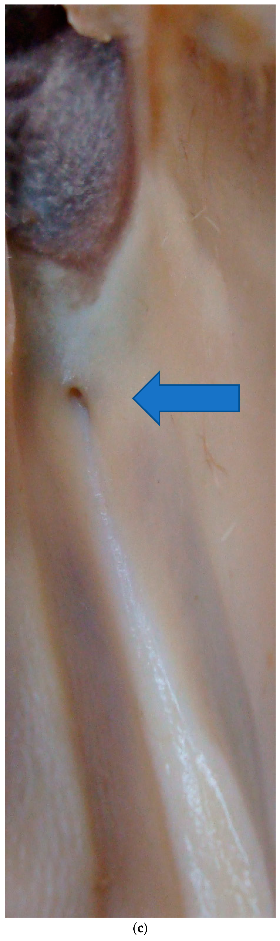 Animals 13 00354 g003c