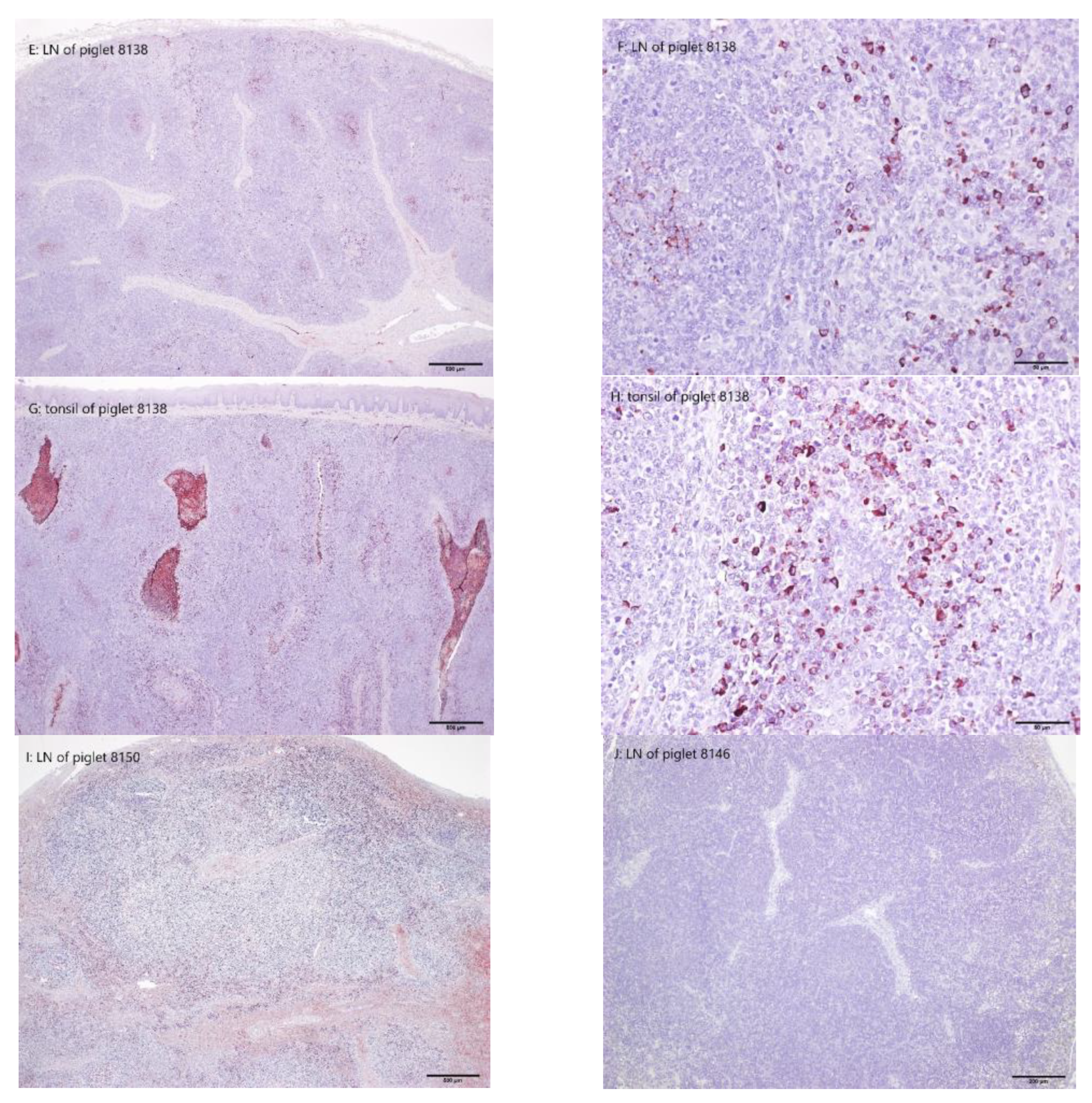 Animals 13 00368 g006b