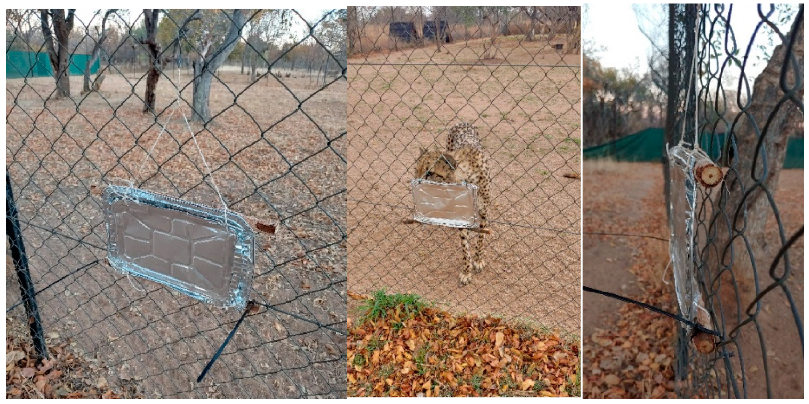 Animals 13 00369 g001 Animals 13 00369 g001