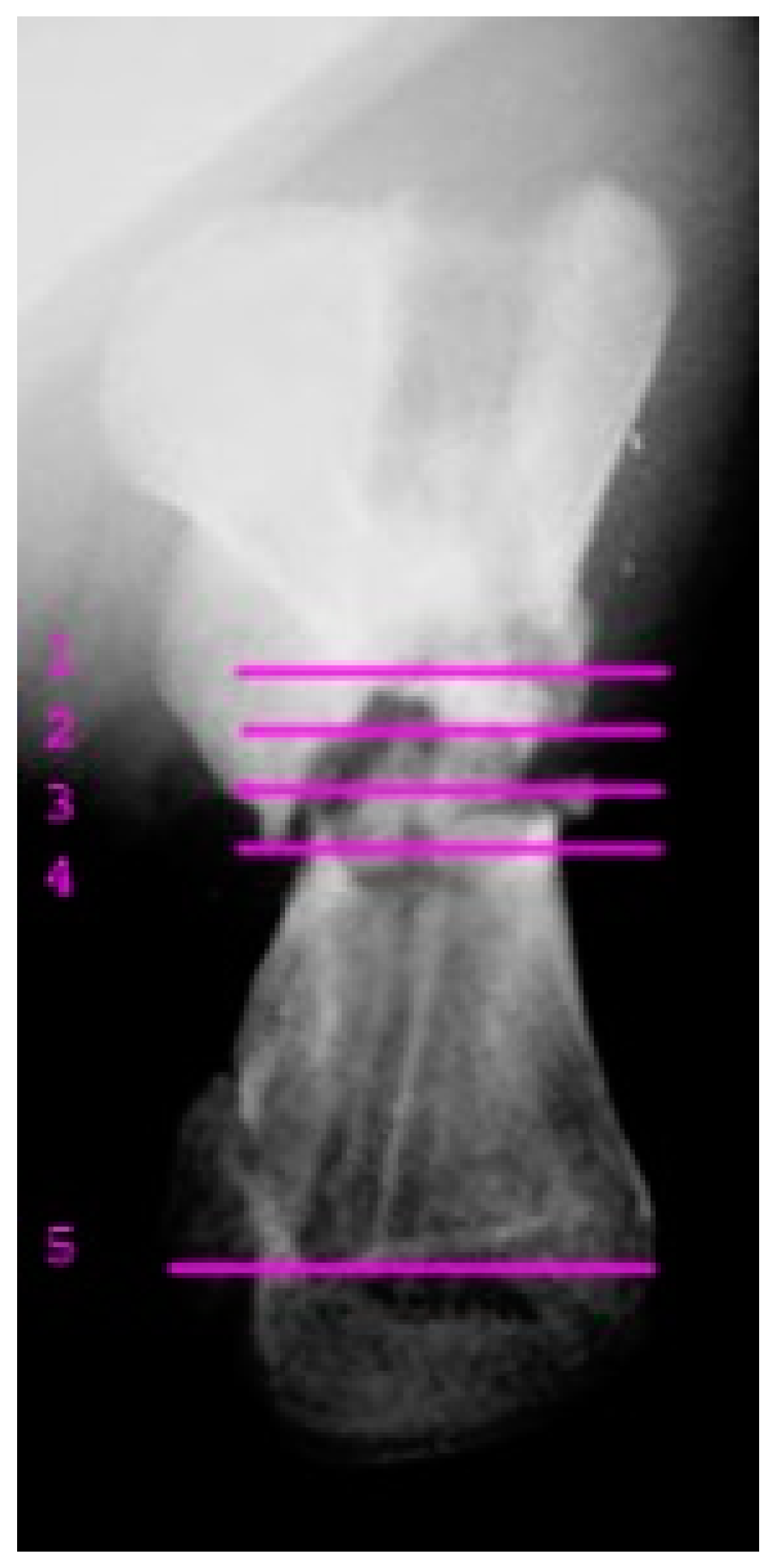 Animals 13 00376 g002