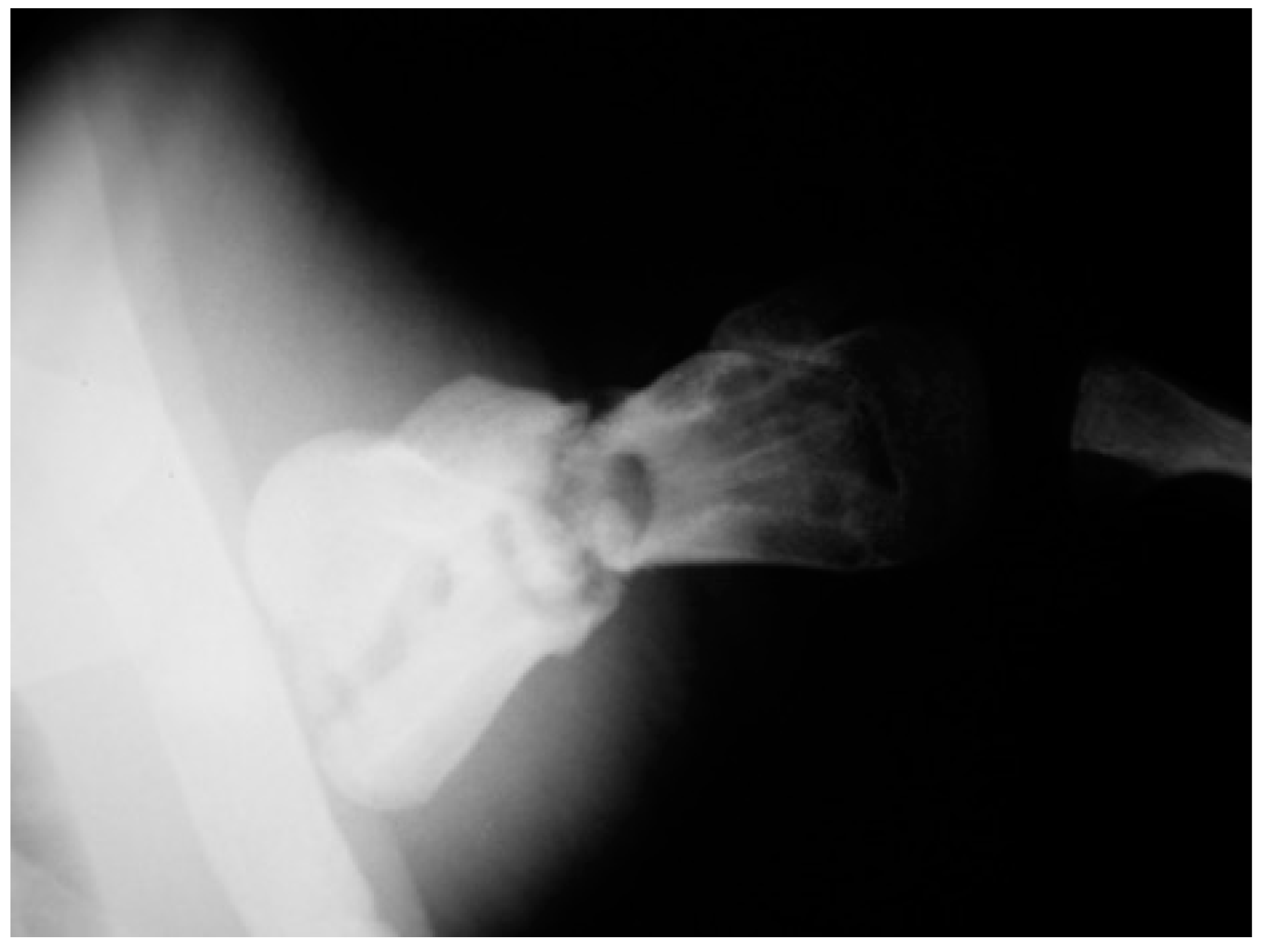 Animals 13 00376 g007