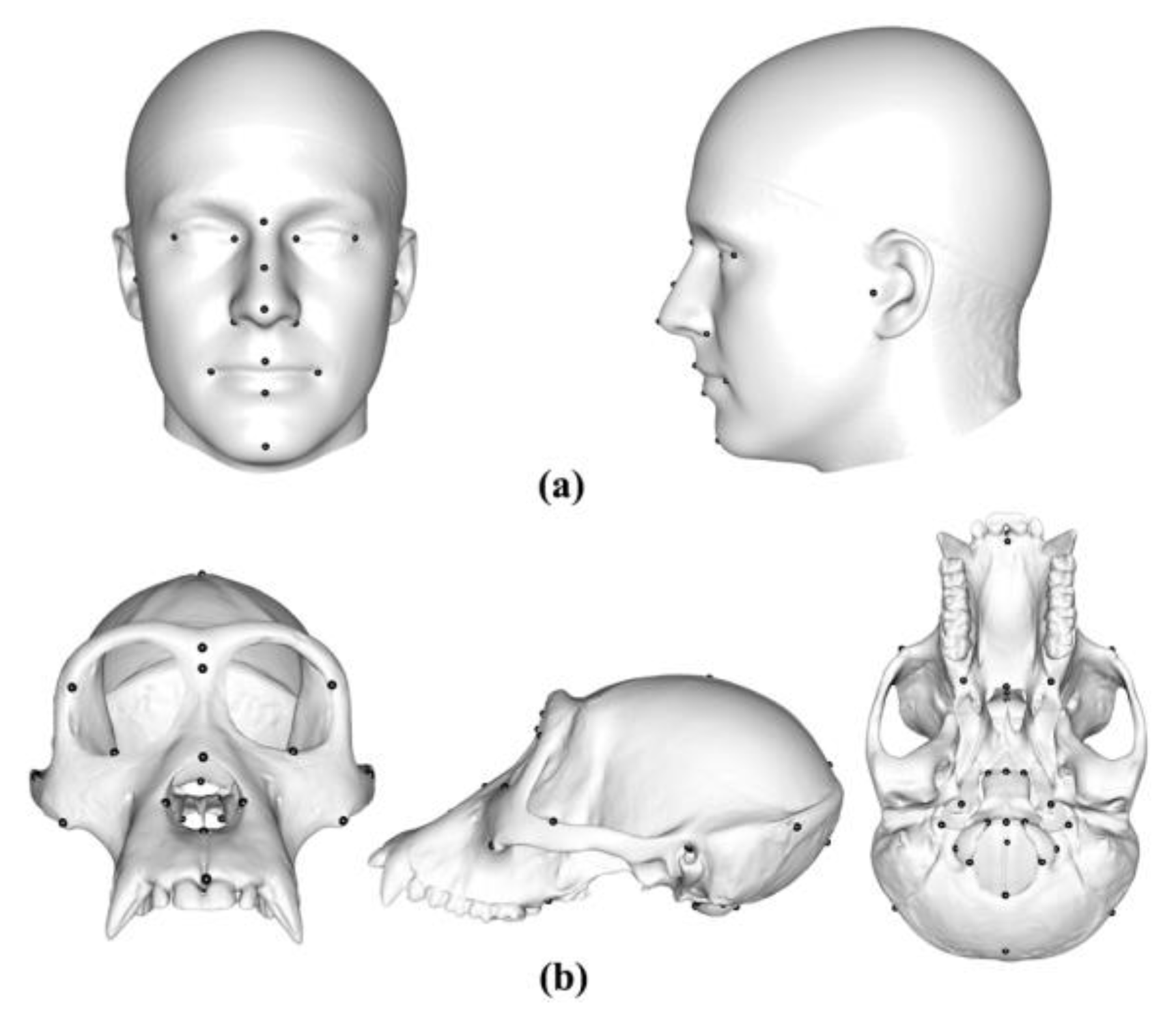 Animals 13 00385 g001