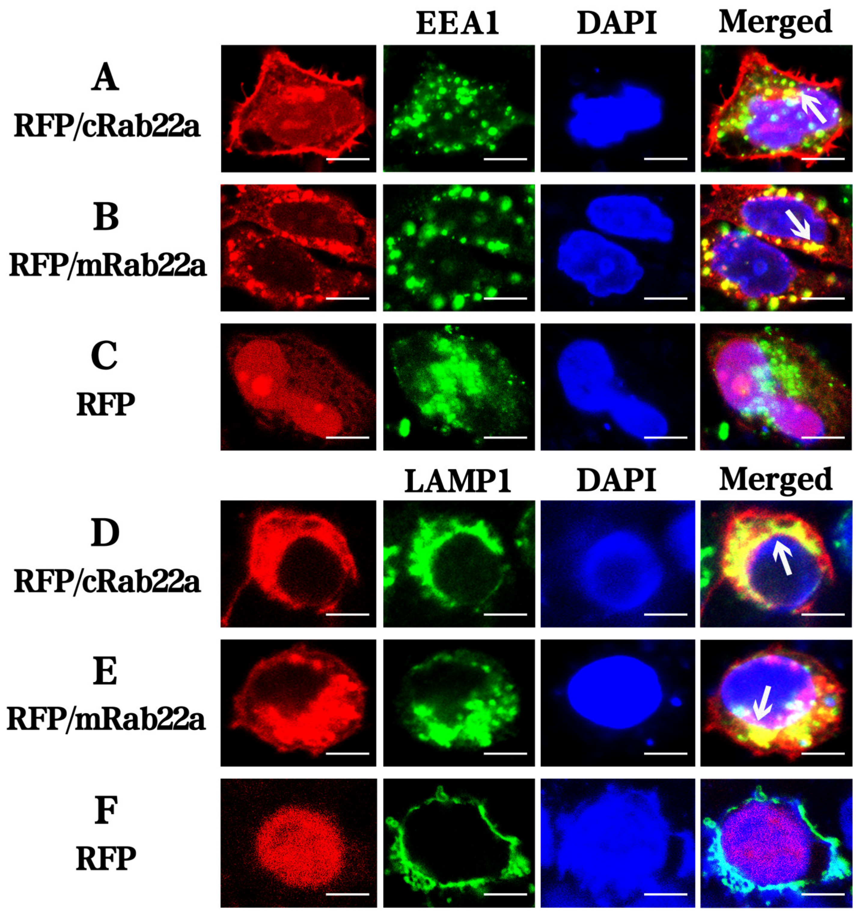 Animals 13 00387 g003 Animals 13 00387 g003