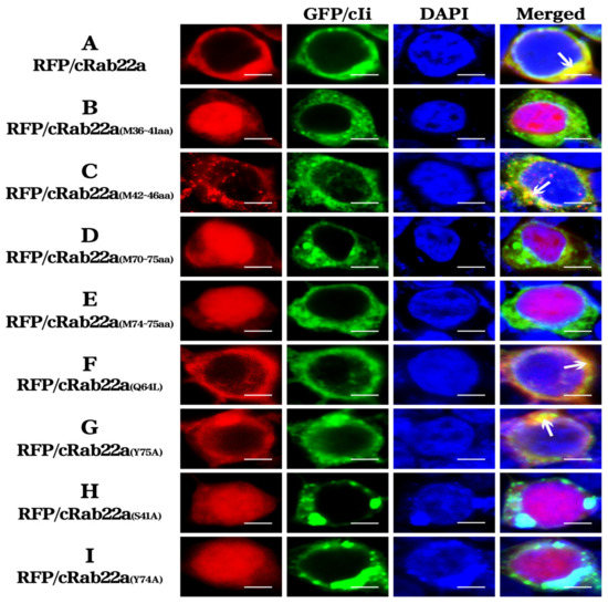 Localization of Chicken Rab22a in Cells and Its Relationship to BF or ...