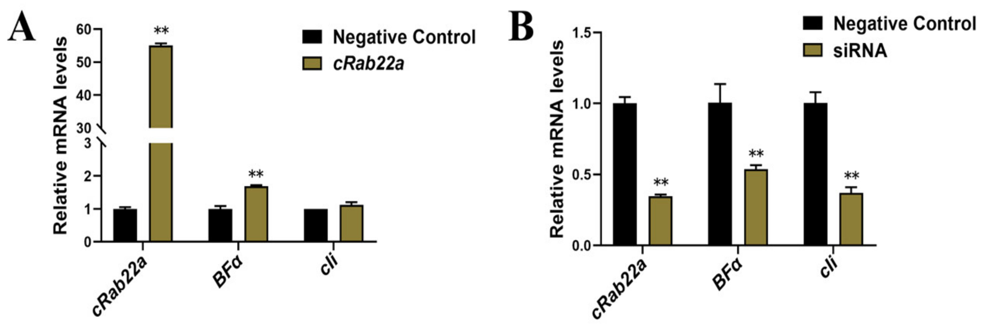 Animals 13 00387 g005 Animals 13 00387 g005