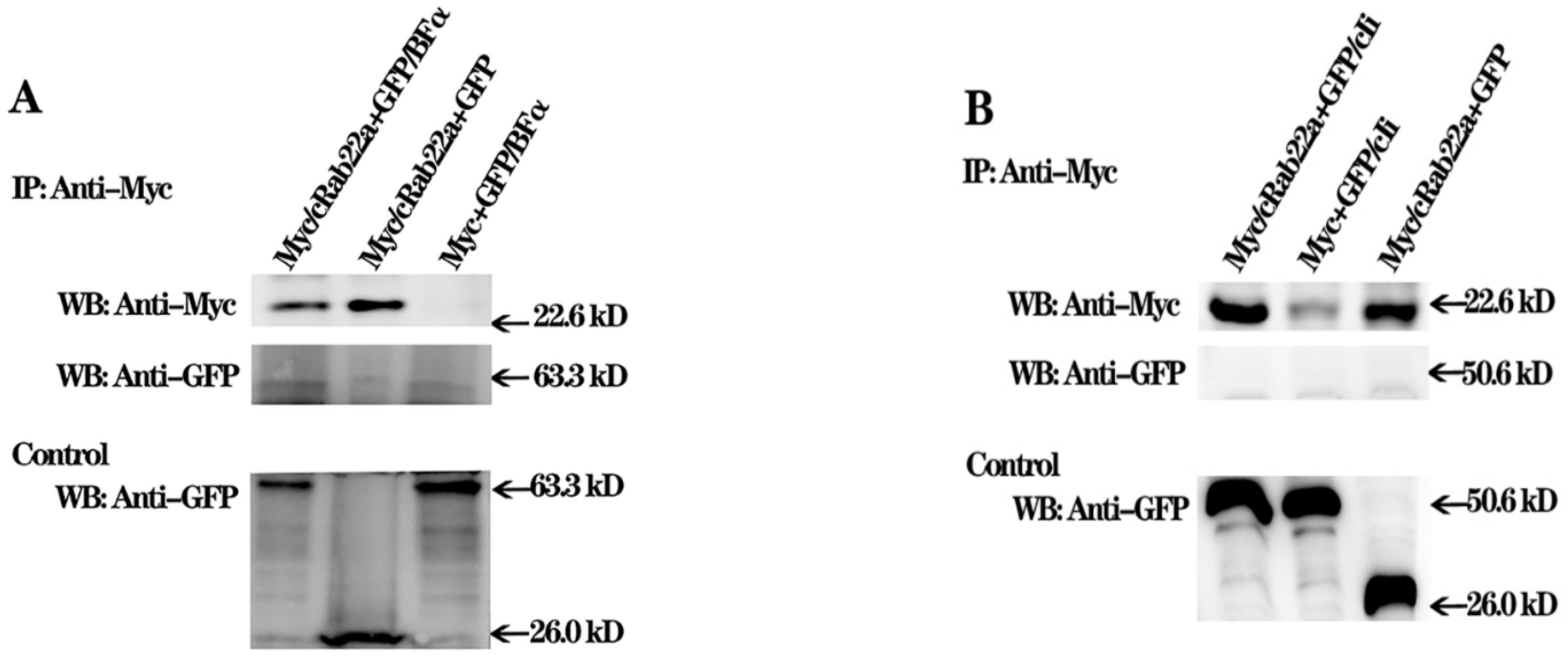 Animals 13 00387 g006 Animals 13 00387 g006