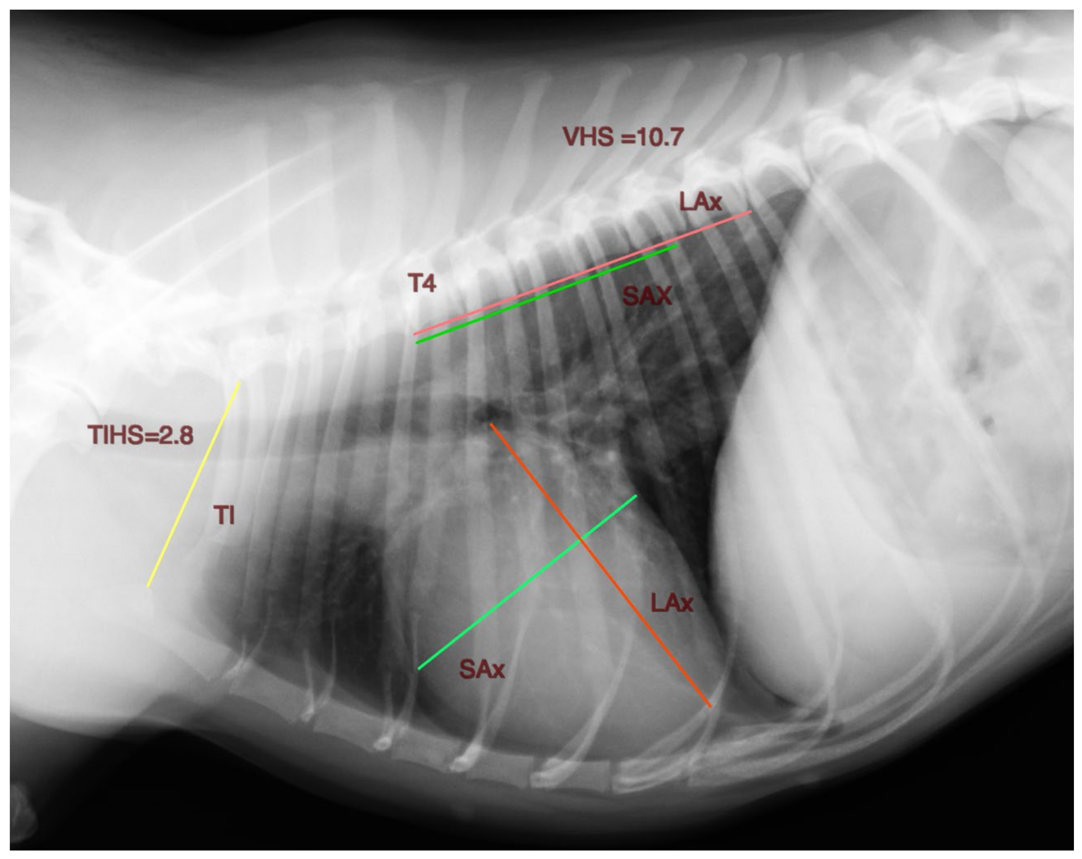 Pet N Shape Small Trachea Pet N Shape Small Trachea