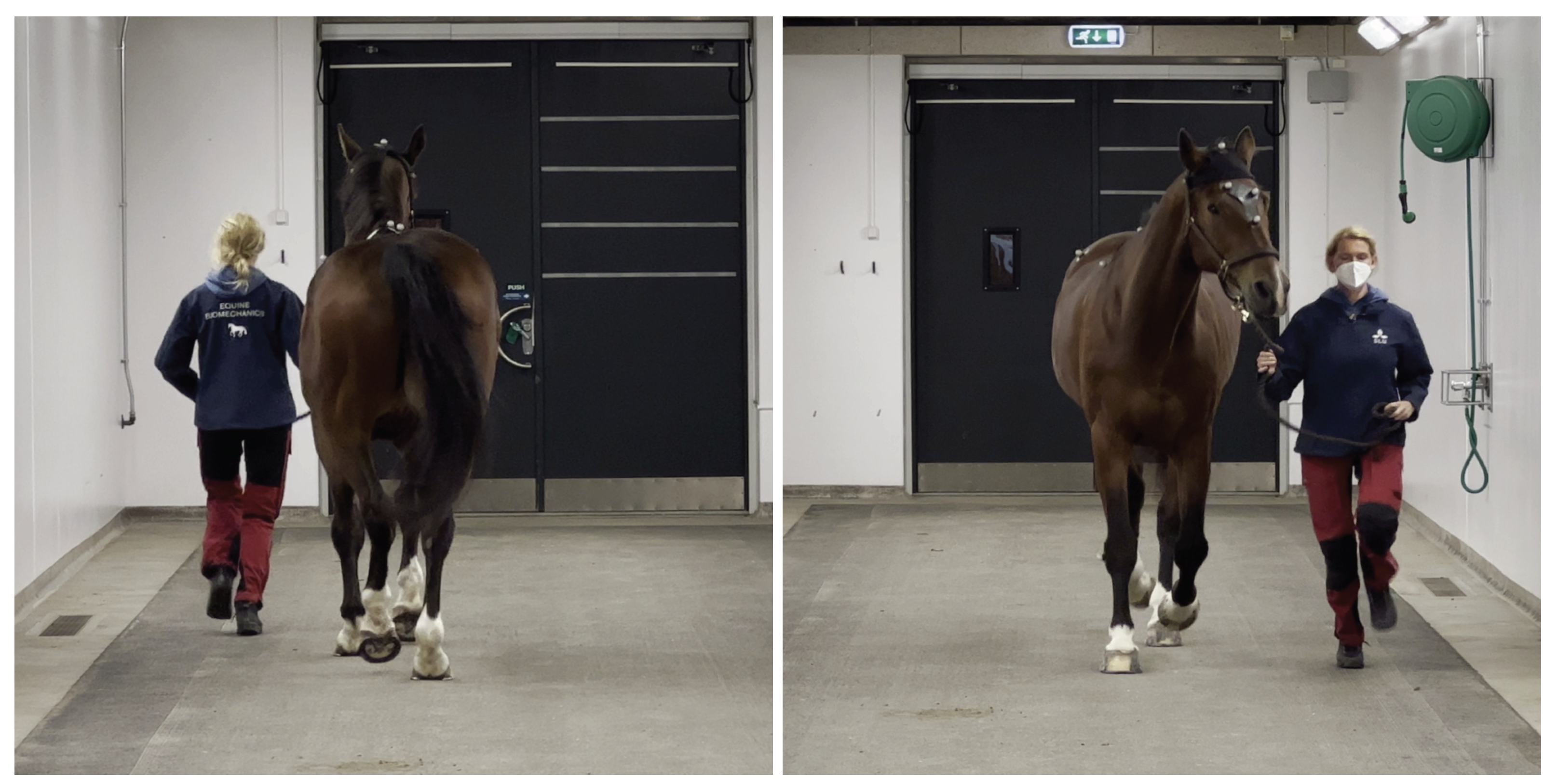 Animals 13 00390 g002 Animals 13 00390 g002