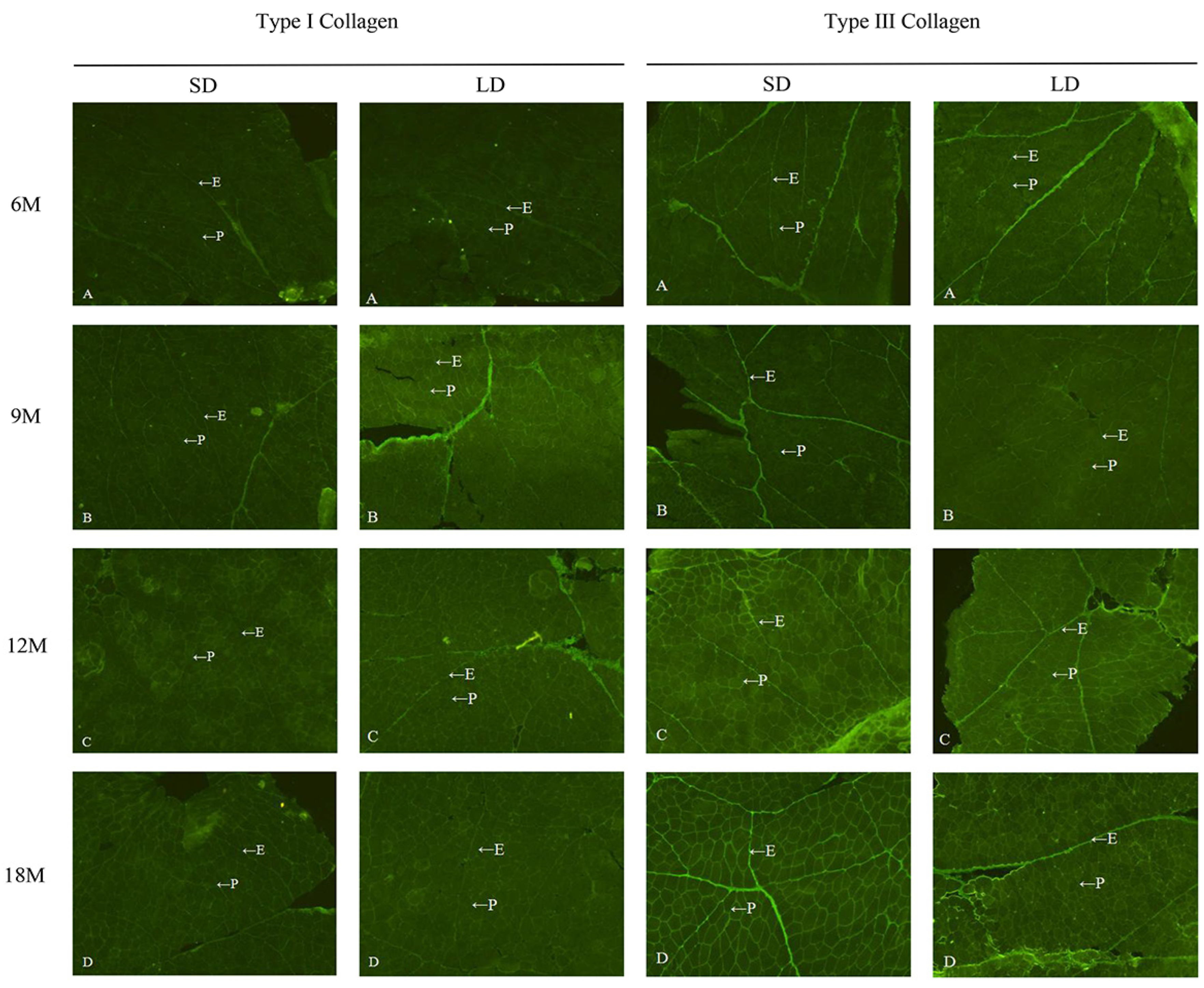 Animals 13 00395 g002 Animals 13 00395 g002