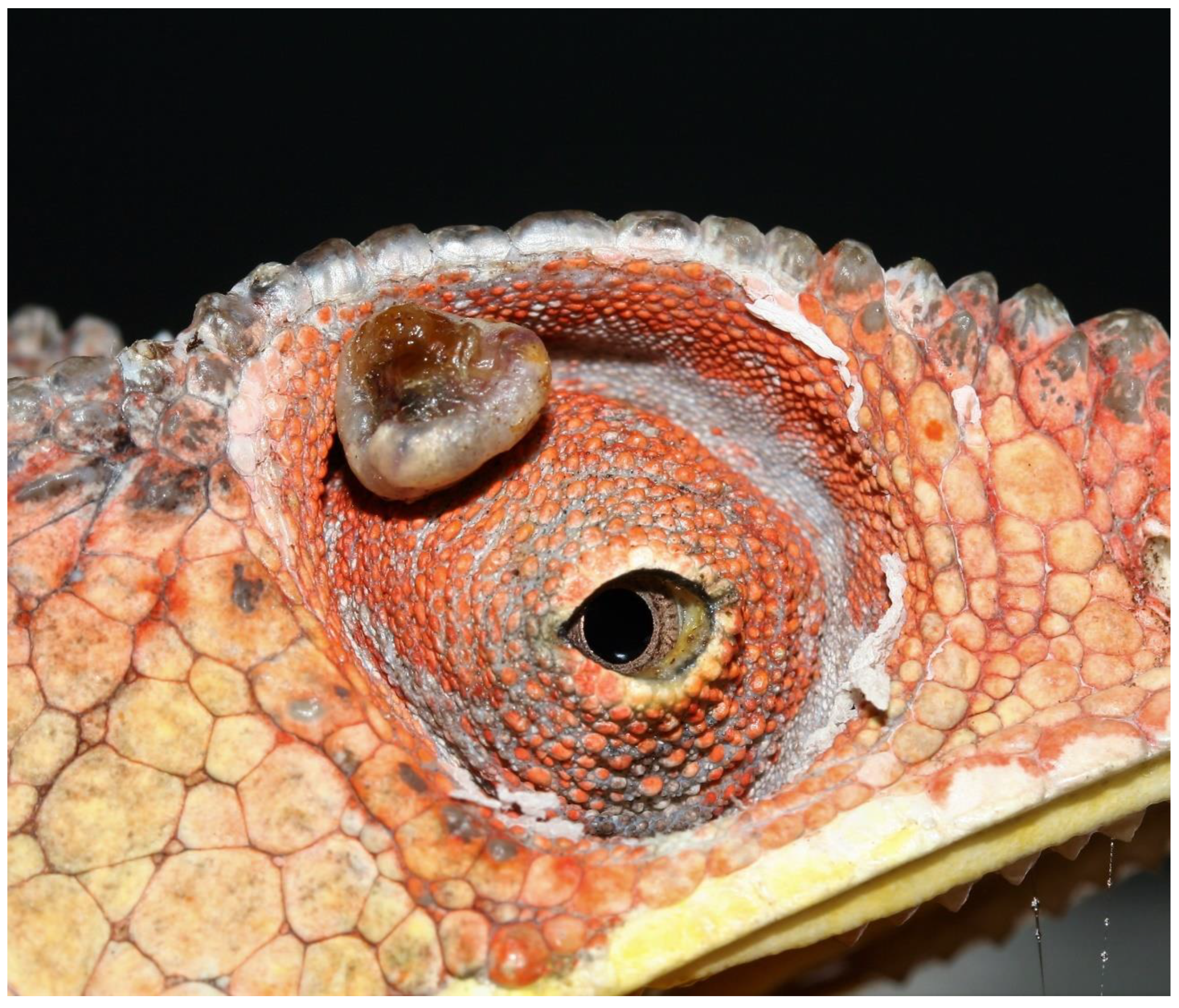 Animals 13 00398 g002