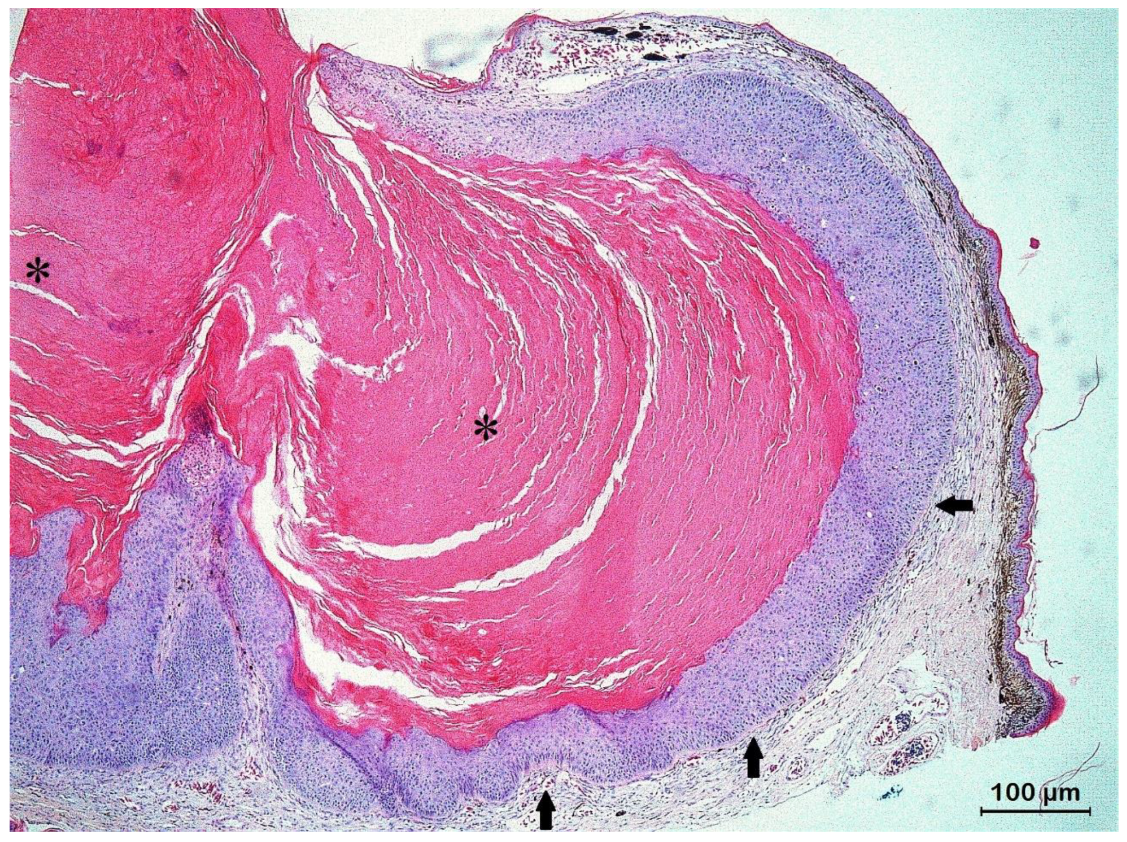 Animals 13 00398 g004