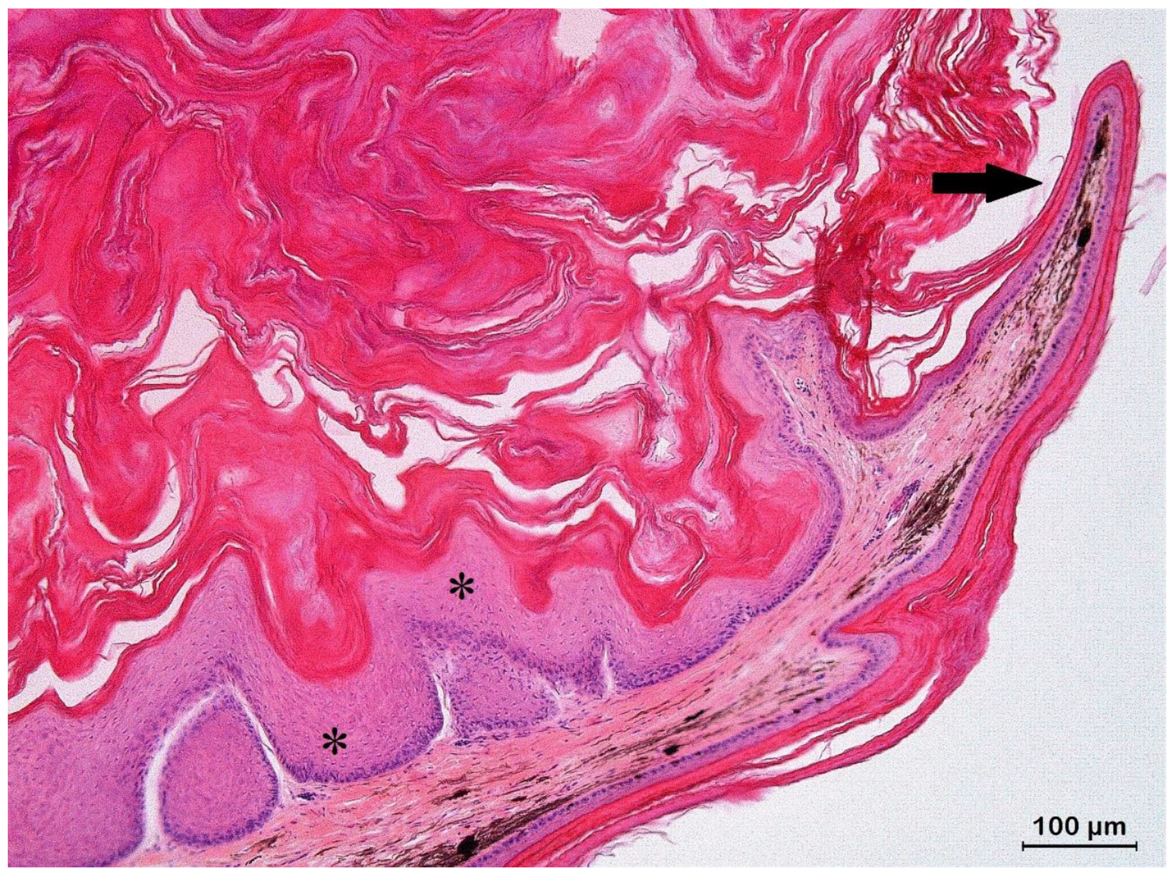 Animals 13 00398 g005