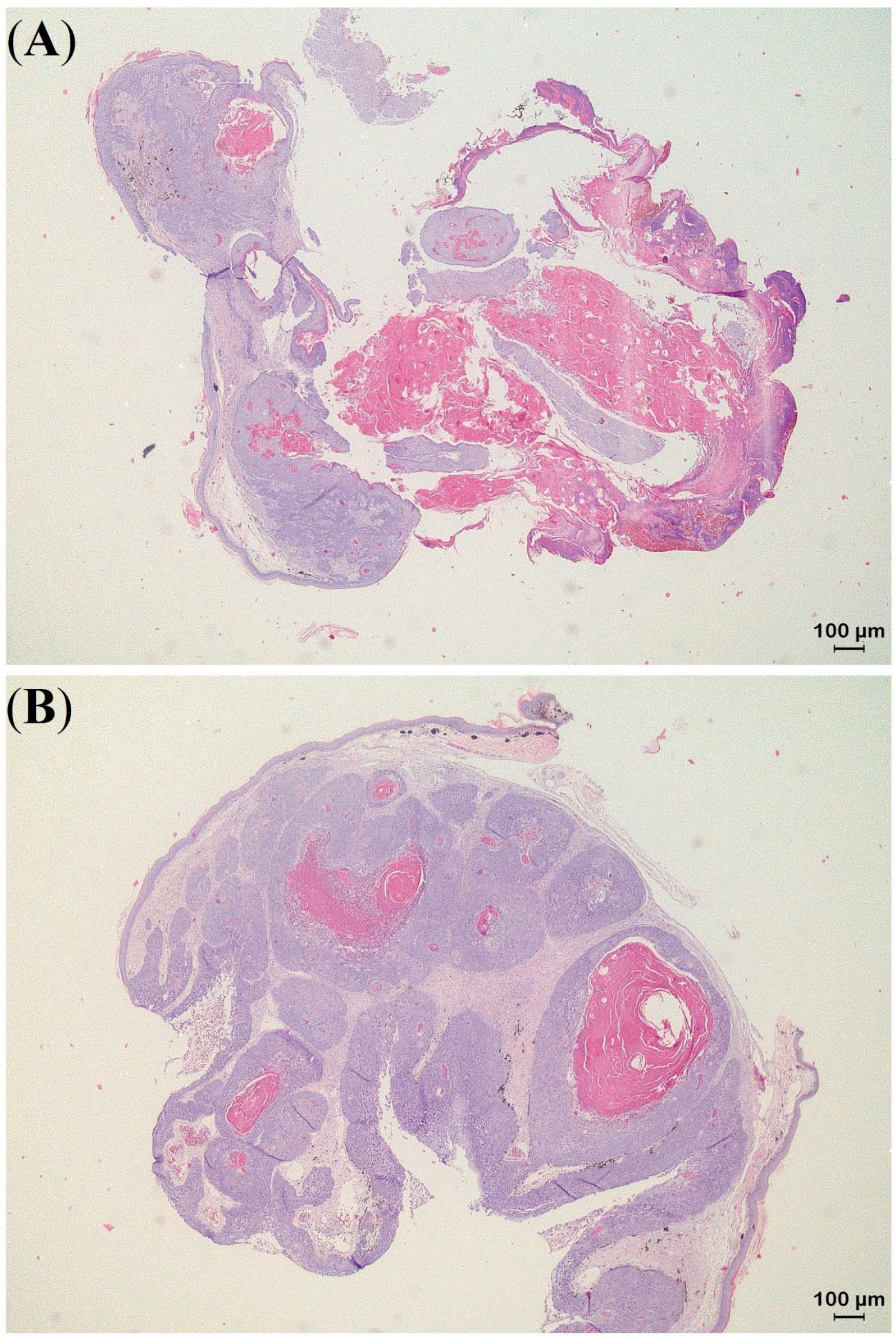 Animals 13 00398 g006