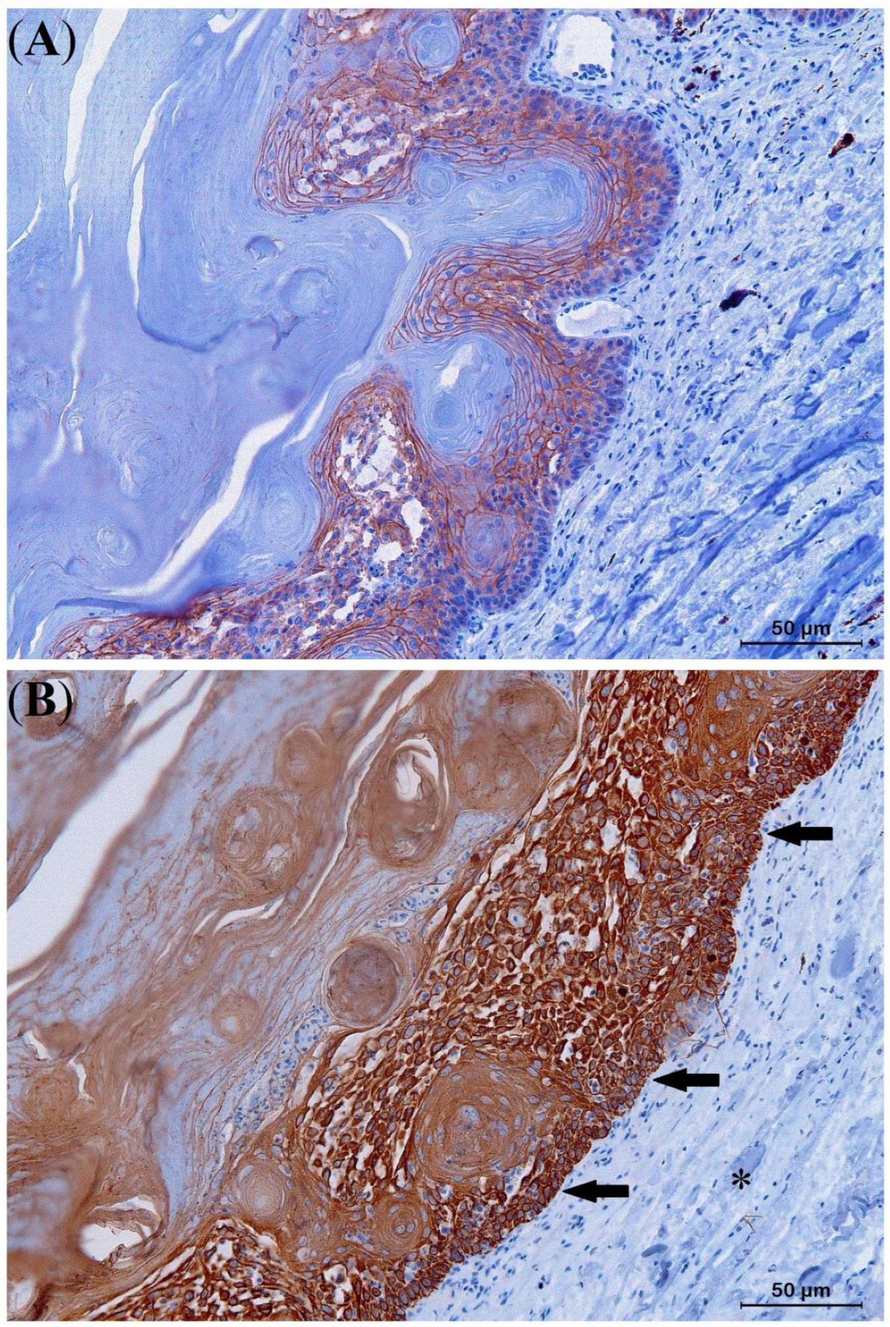 Animals 13 00398 g007