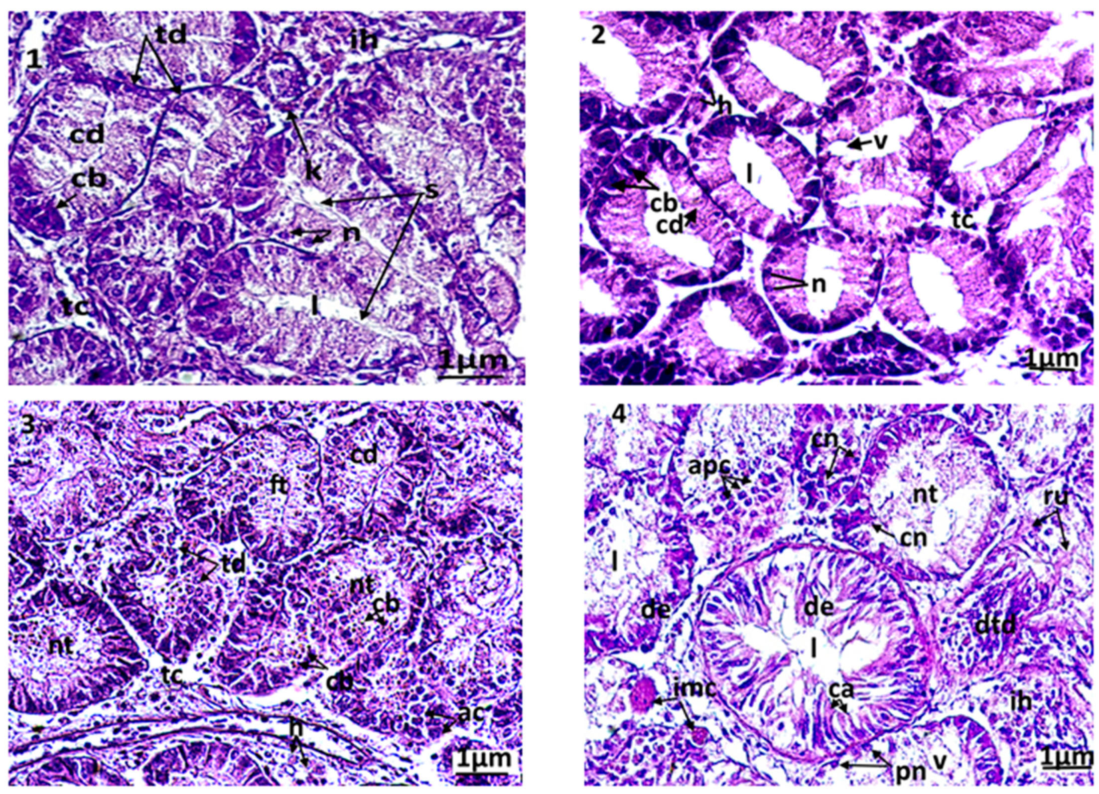 Animals 13 00402 g004 Animals 13 00402 g004