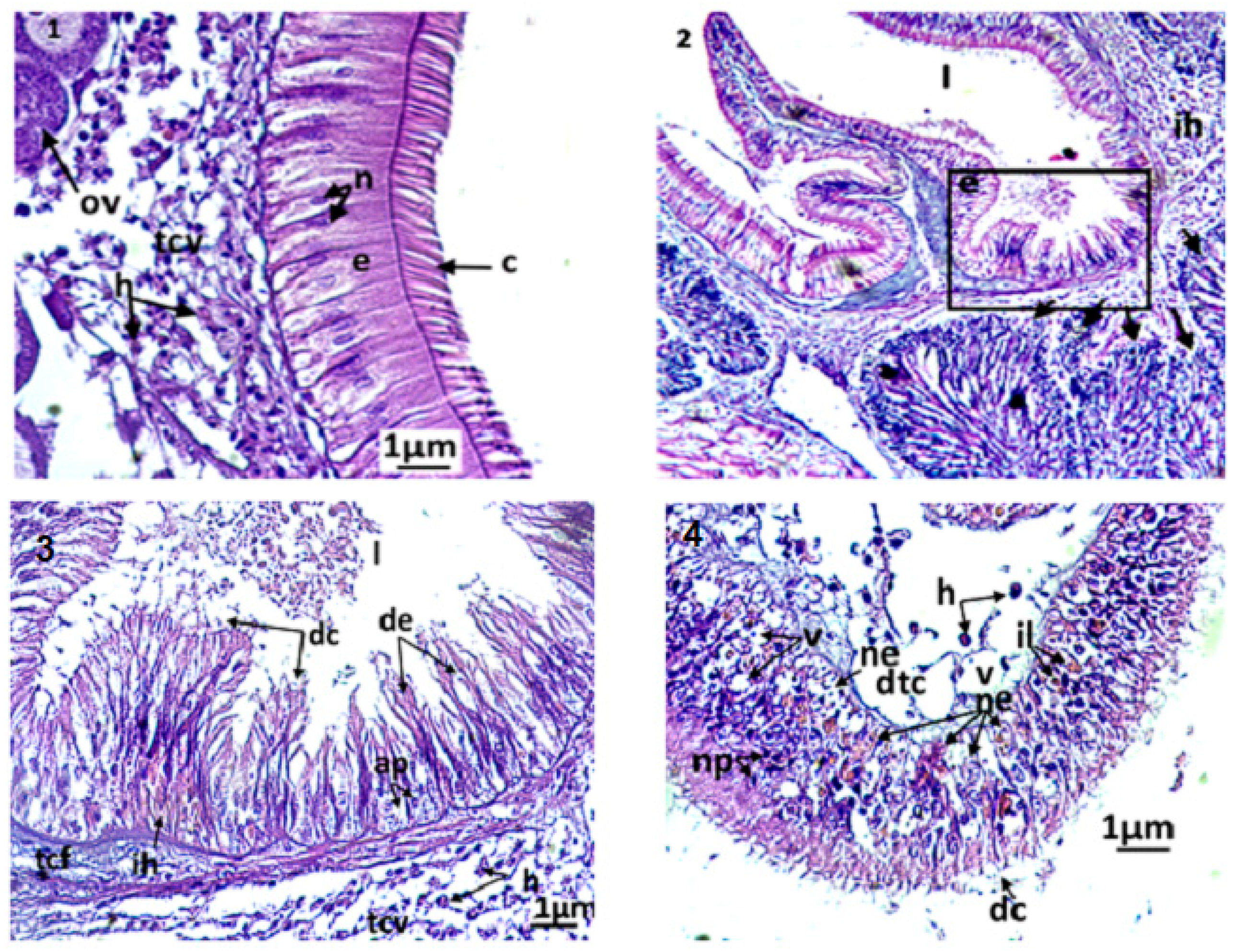 Animals 13 00402 g005 Animals 13 00402 g005