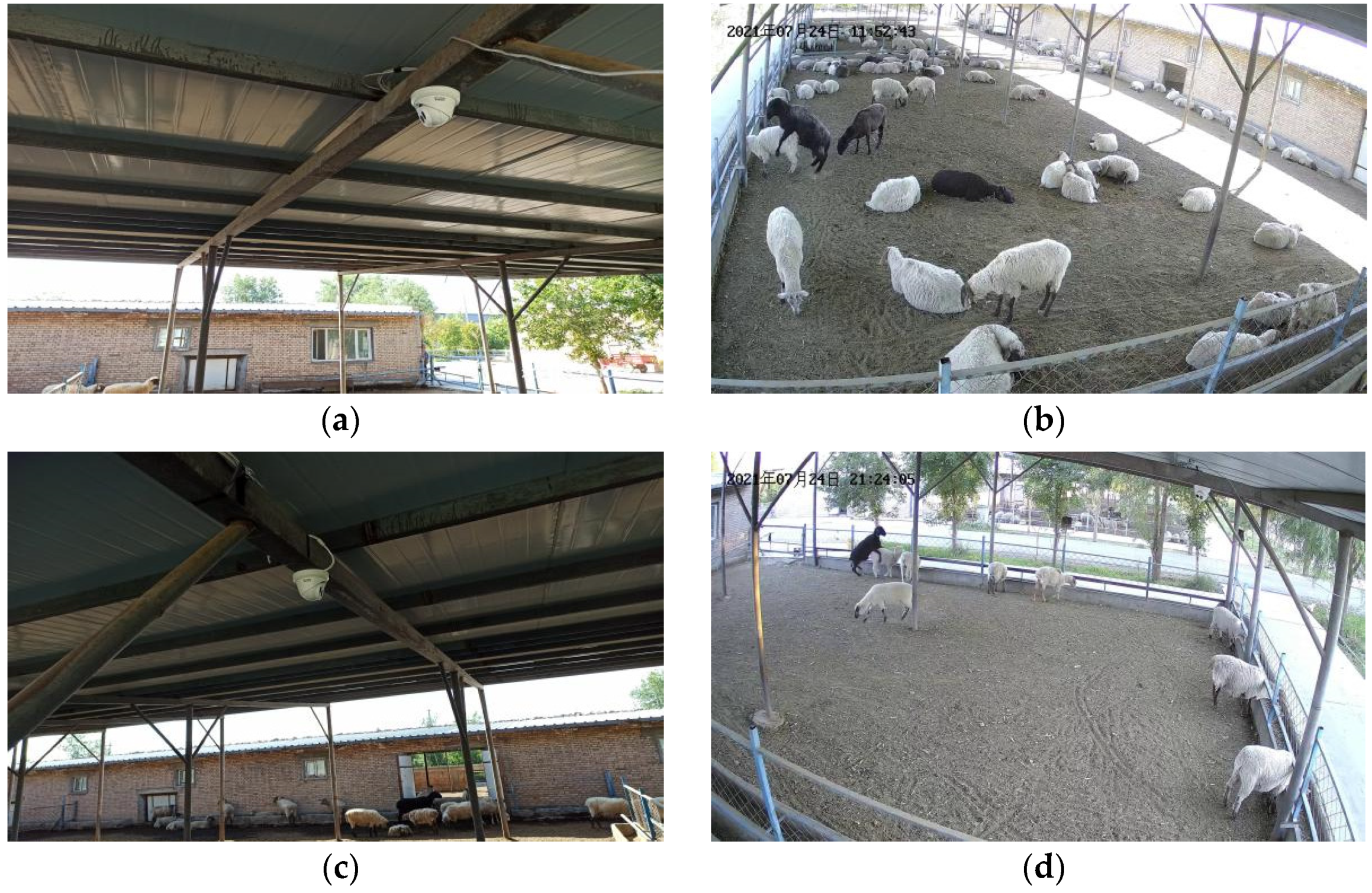 Animals 13 00413 g001