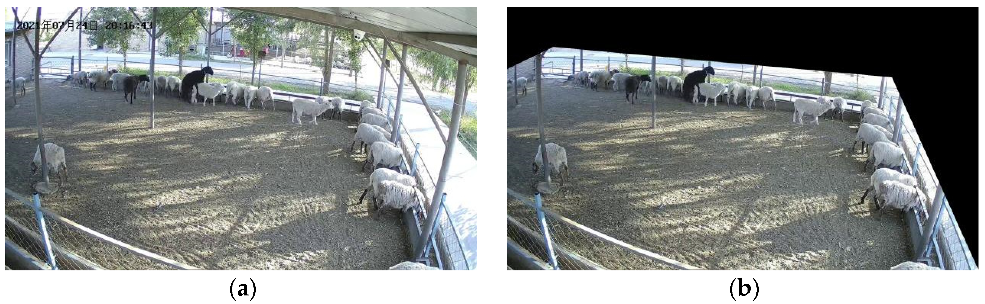 Animals 13 00413 g002