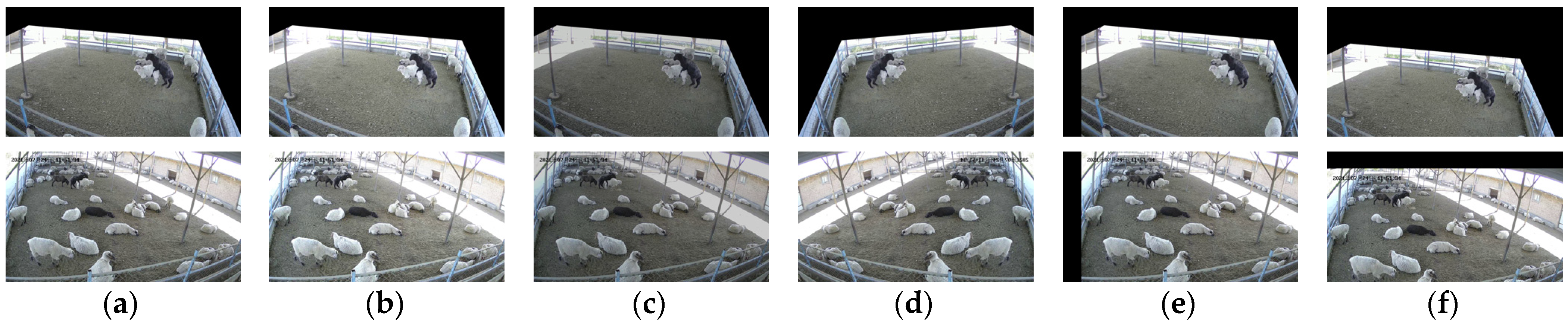 Animals 13 00413 g003