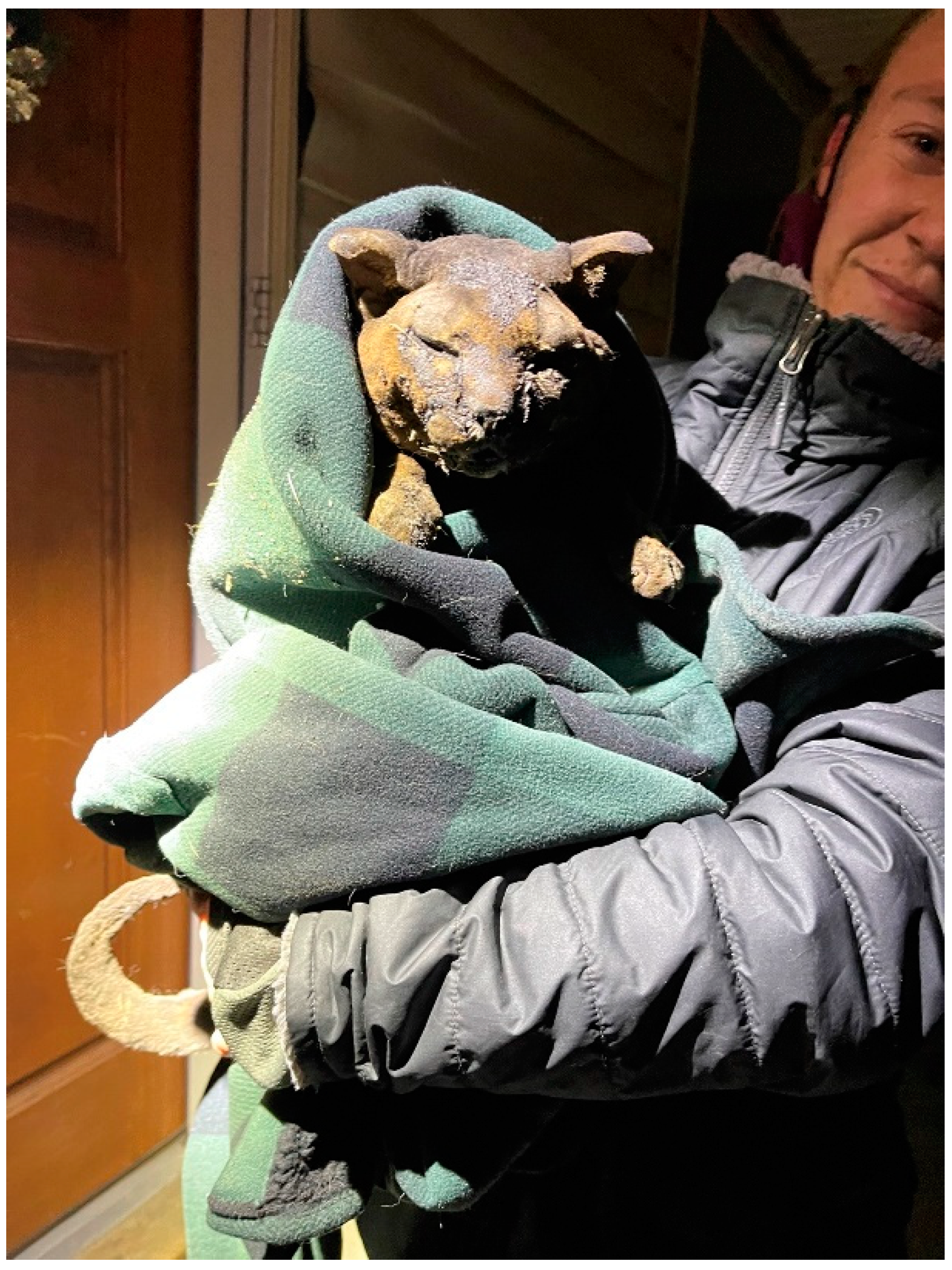 Animals 13 00416 g002 Animals 13 00416 g002