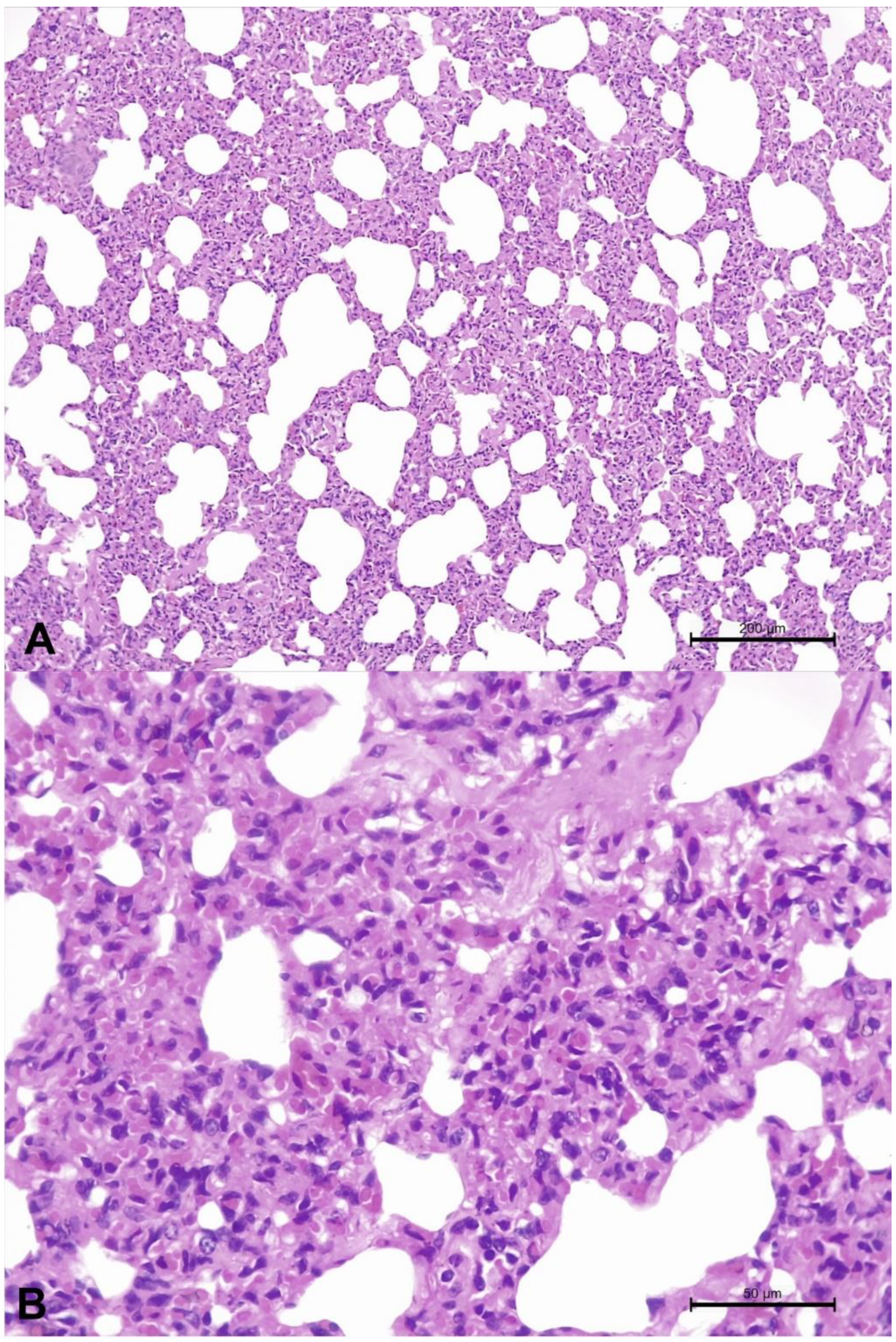 Animals | Free Full-Text | Possible Association of Bovine Gammaherpesvirus  6 with Pulmonary Disease in a Cow