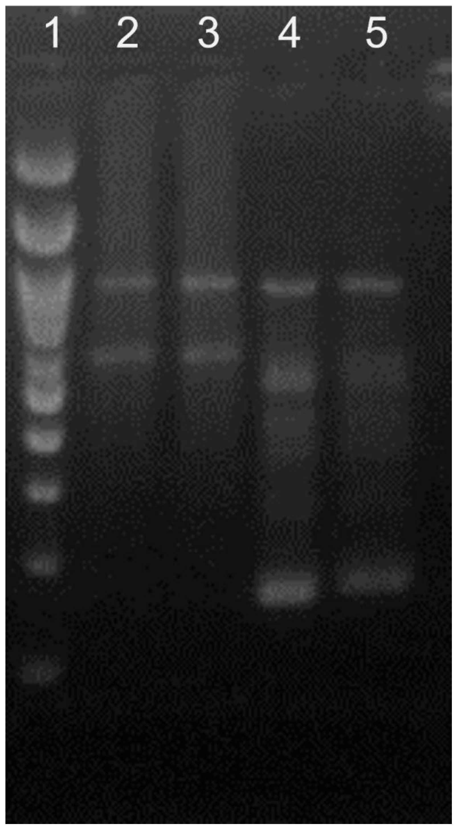 Animals 13 00417 g002 Animals 13 00417 g002