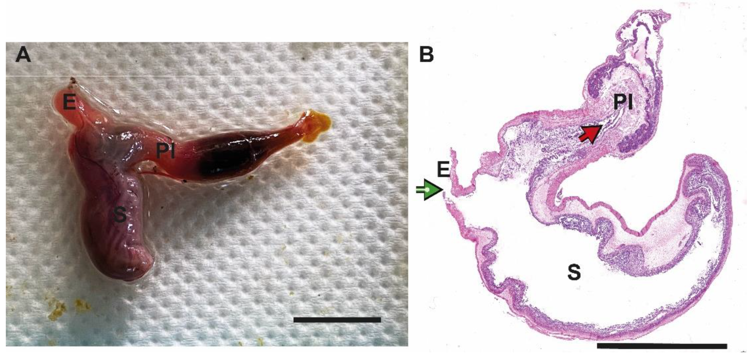 Animals 13 00420 g001