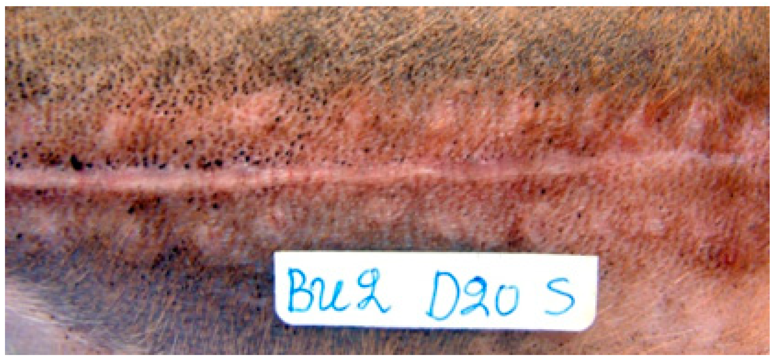 Animals 13 00426 g008