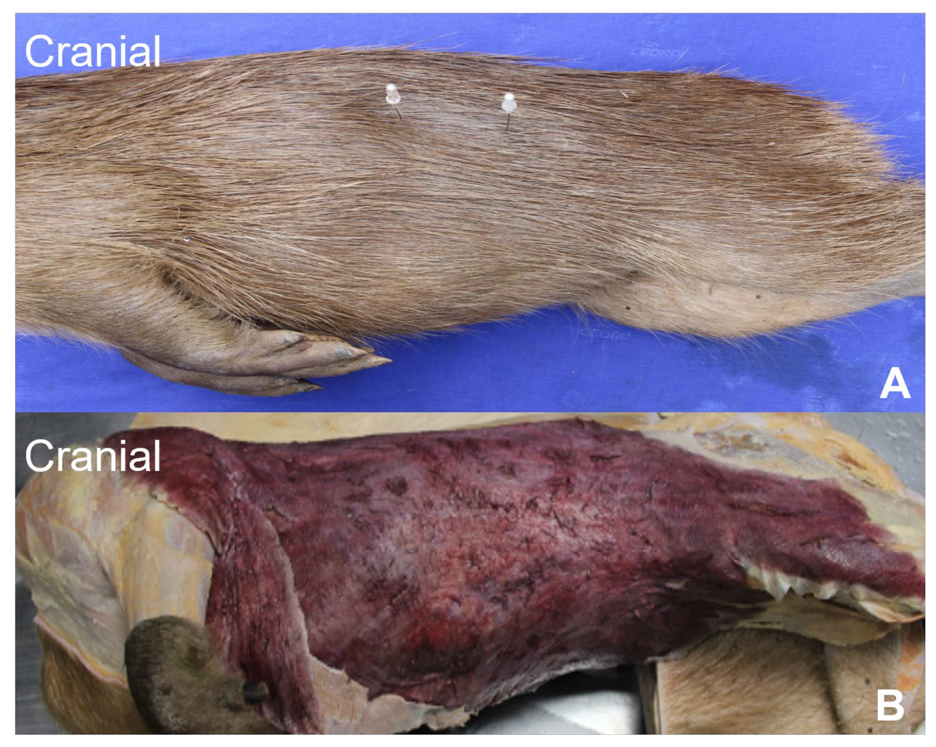 Animals | Free Full-Text | Surgical Anatomy for Sterilization Procedures in Female Capybaras Animals | Free Full-Text | Surgical Anatomy for Sterilization Procedures in Female Capybaras