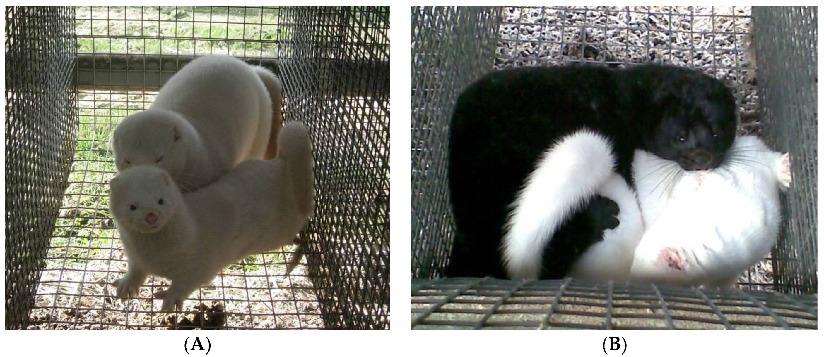 Animals 13 00443 g001 Animals 13 00443 g001