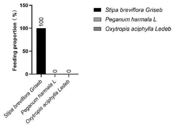 Patch three-dimensional effect for plant species diversity