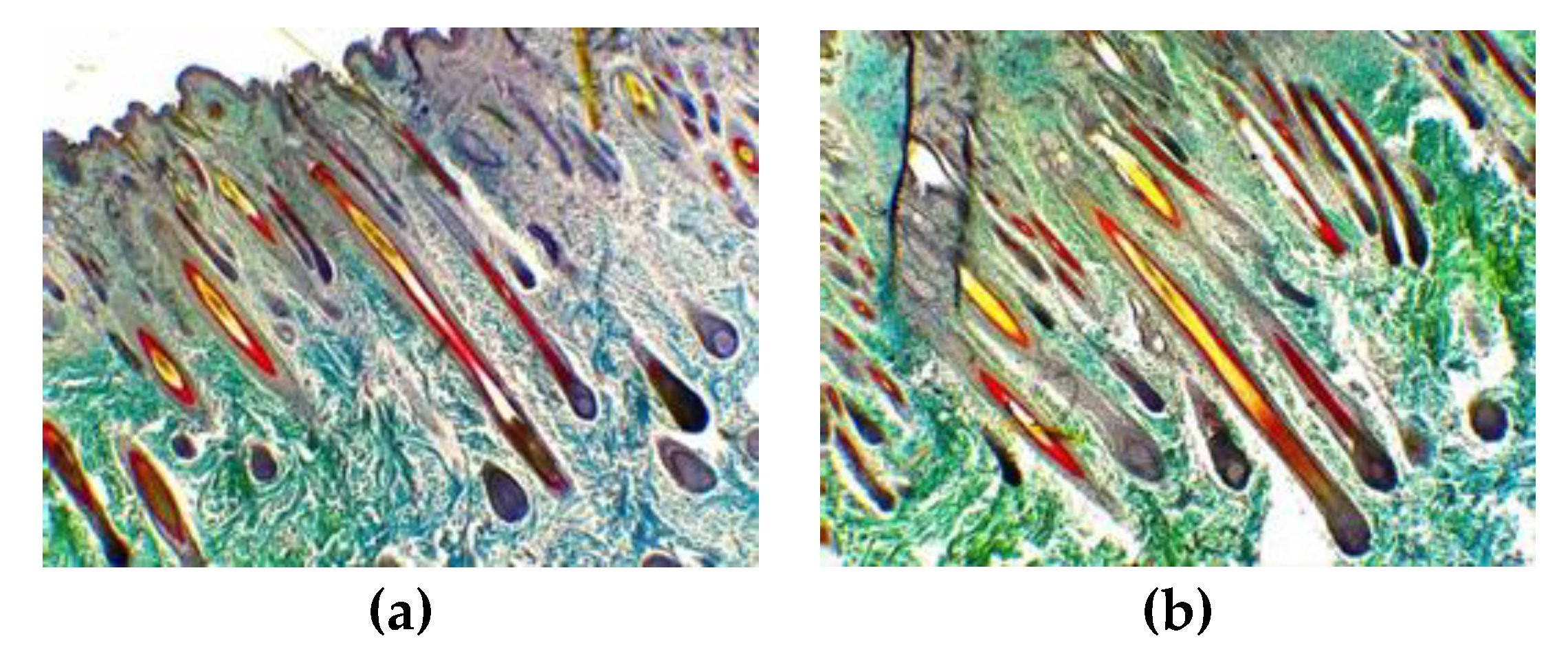 Animals 13 00473 g004