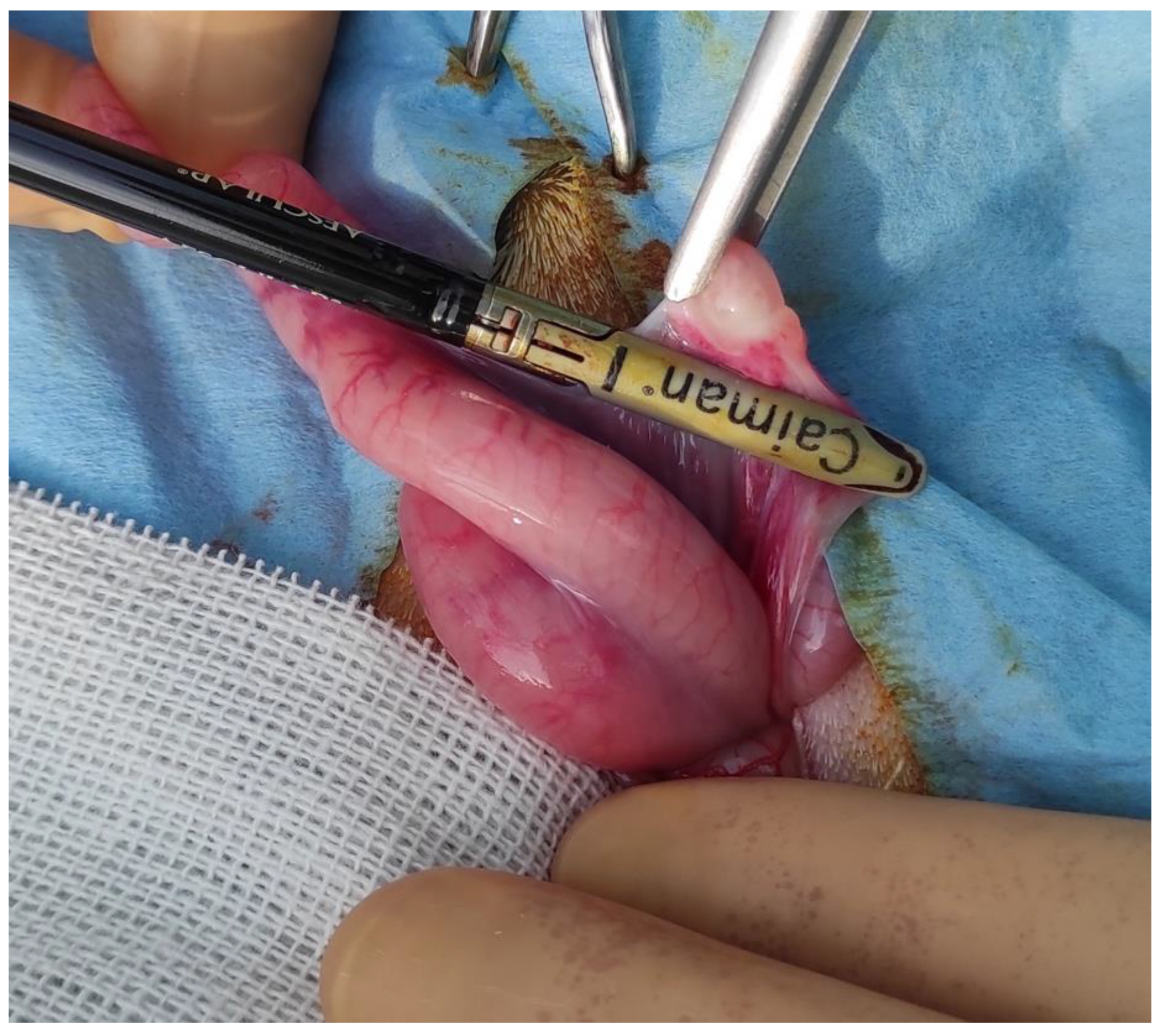 Animals 13 00491 g003 Animals 13 00491 g003