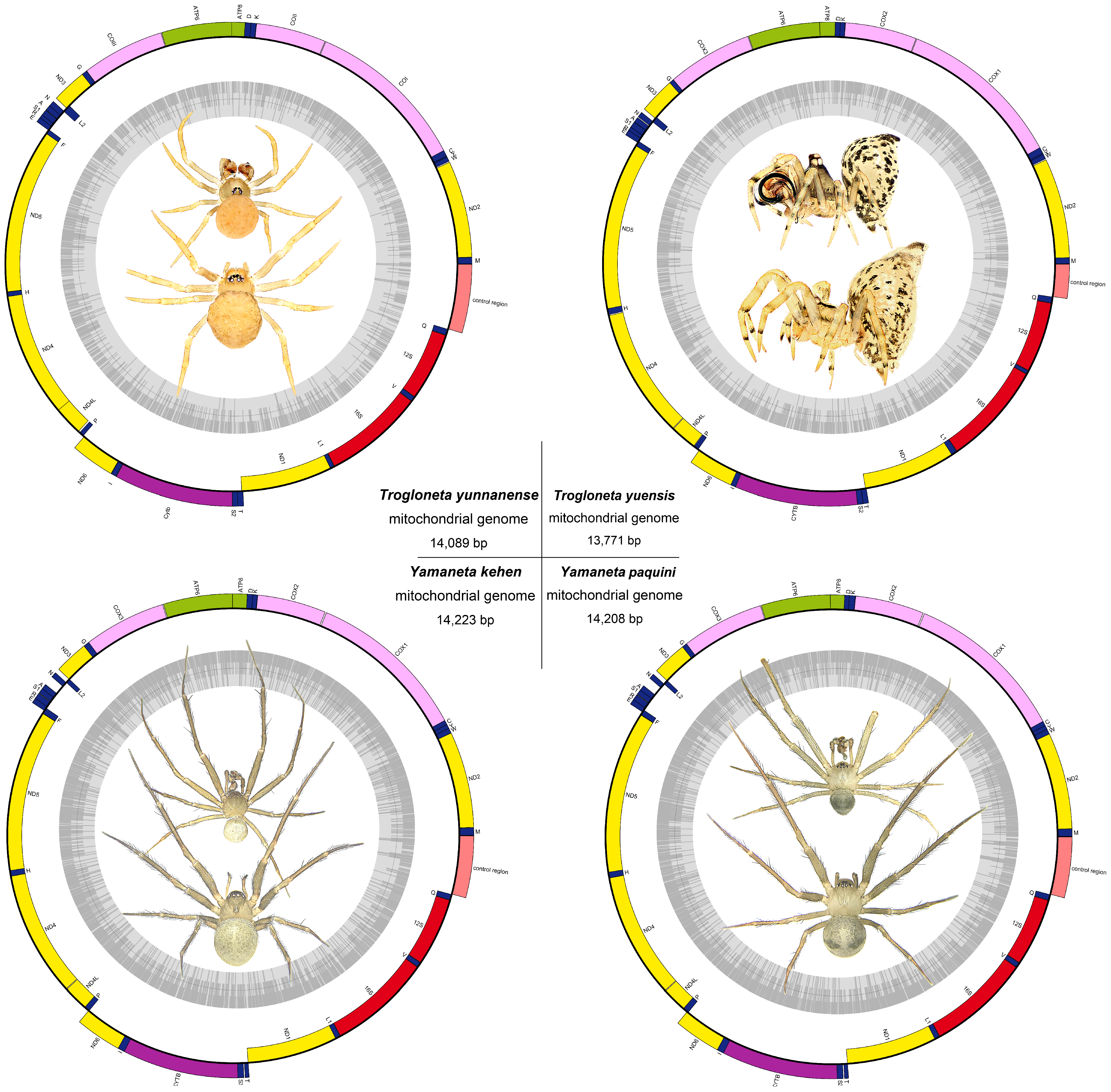 Animals 13 00497 g001