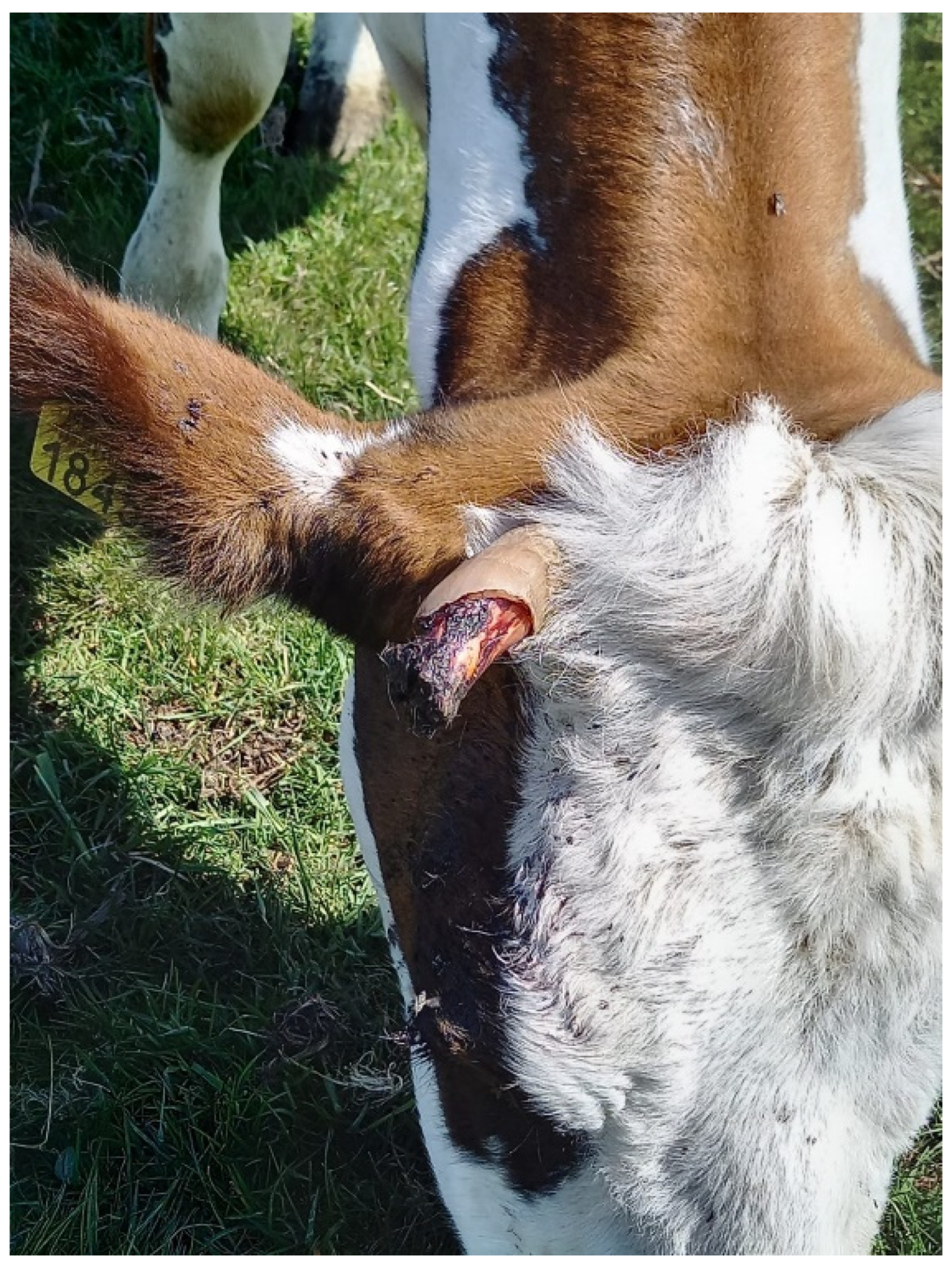 Animals | Free Full-Text | Evaluation of the Thermal Response of the Horns  in Dairy Cattle