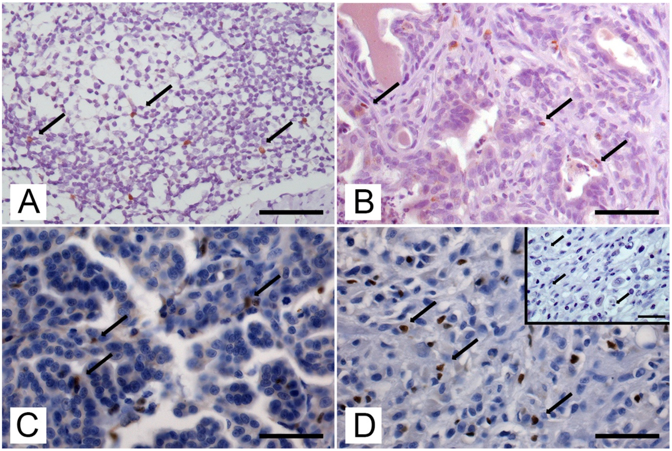 Animals 13 00505 g001 Animals 13 00505 g001