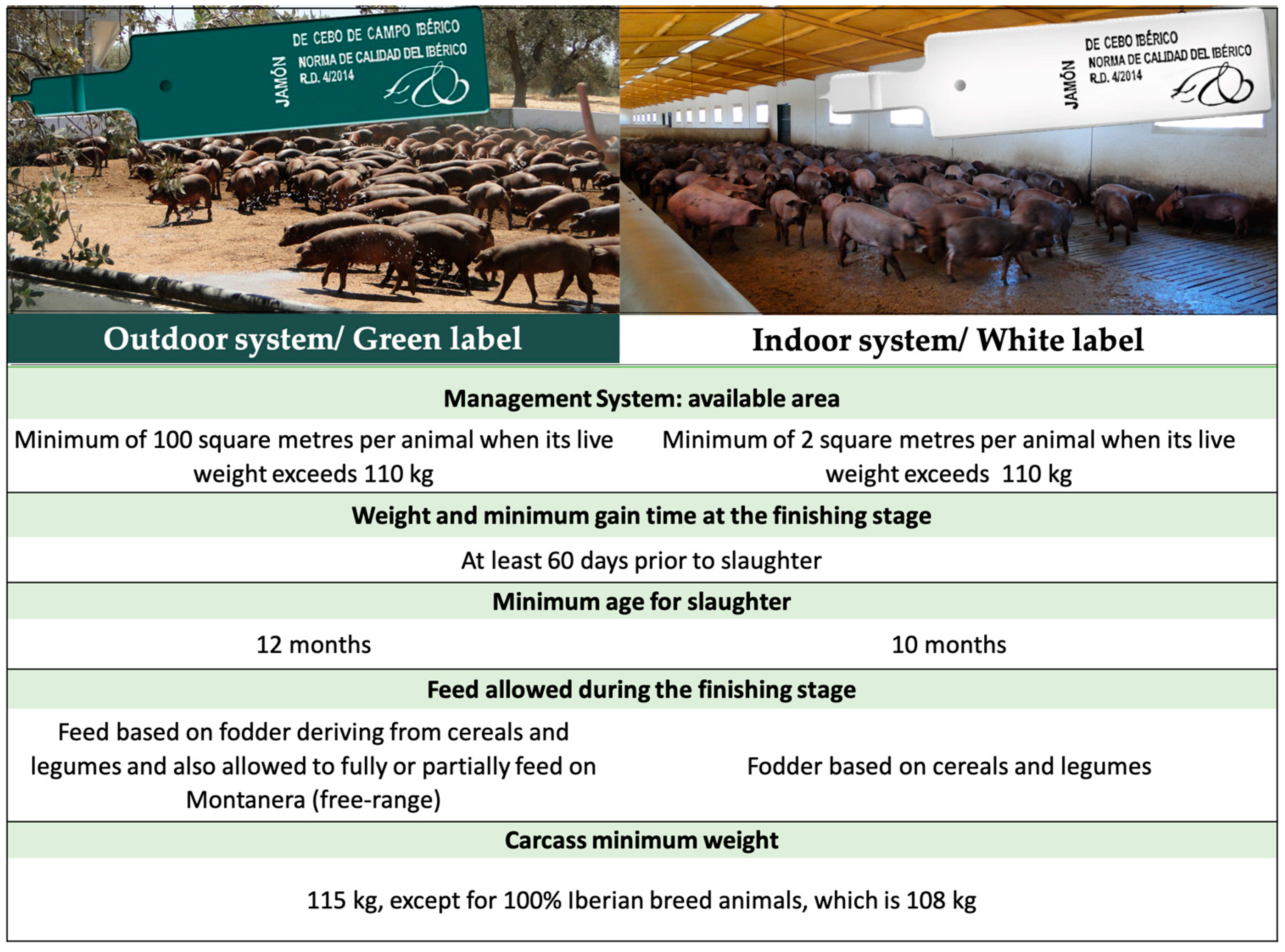Animals | Free Full-Text | Fattening Iberian Pigs Indoors vs. Outdoors: Production Performance and Market Value Animals | Free Full-Text | Fattening Iberian Pigs Indoors vs. Outdoors: Production Performance and Market Value