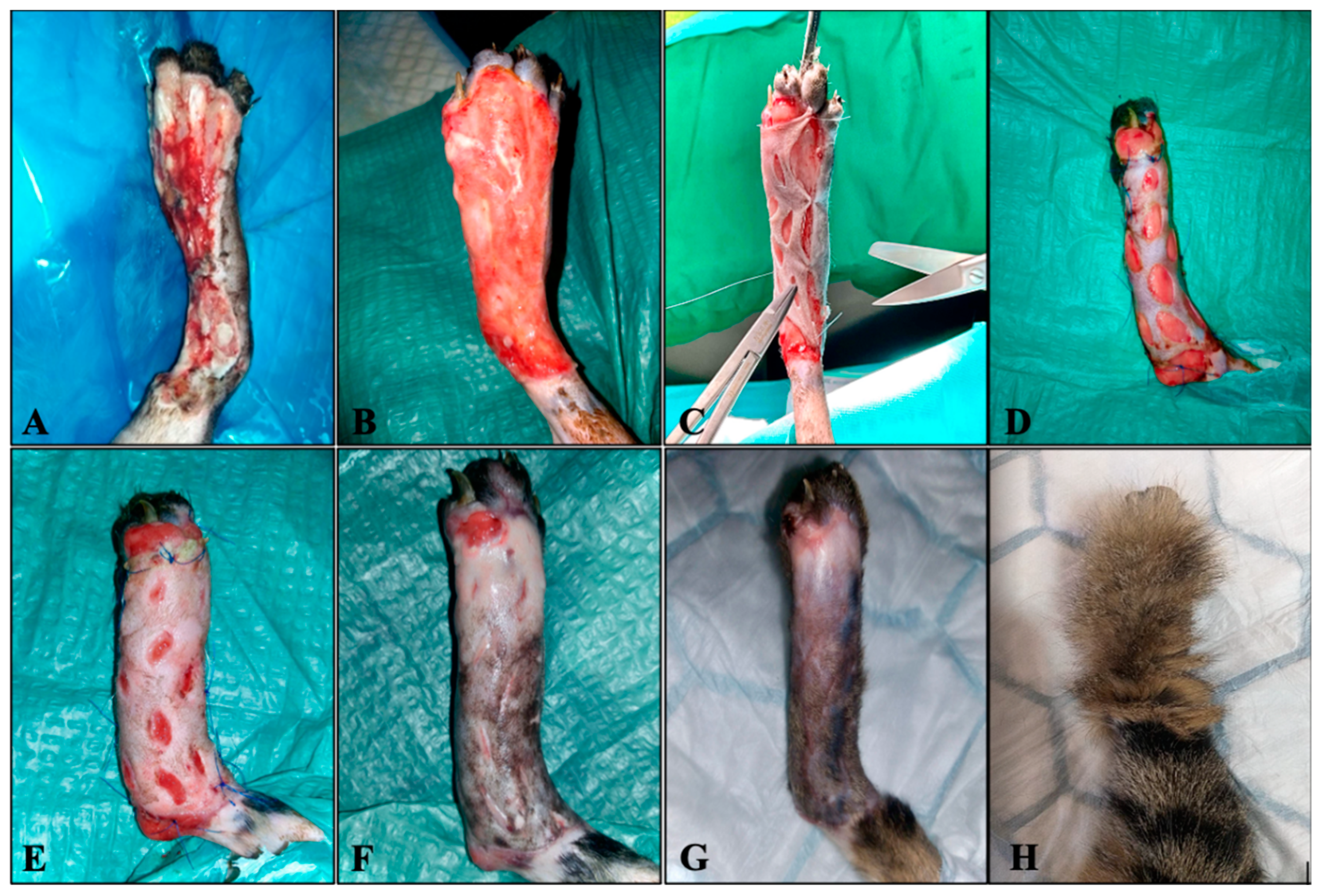 Animals 13 00513 g001