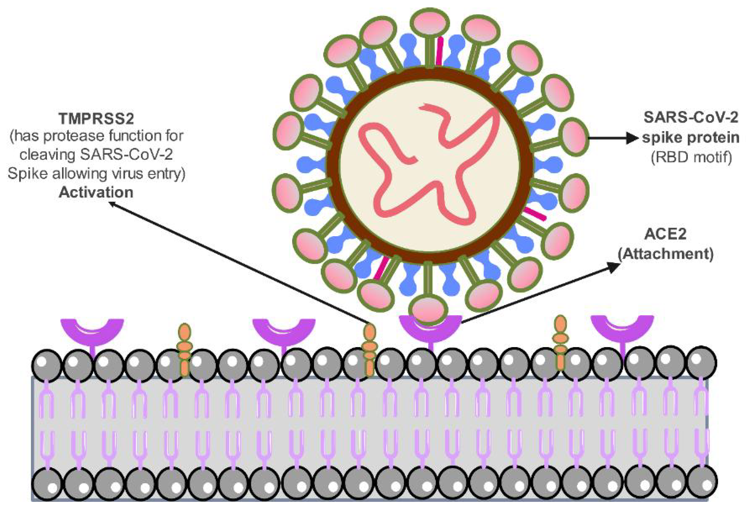 Animals 13 00524 g002 Animals 13 00524 g002