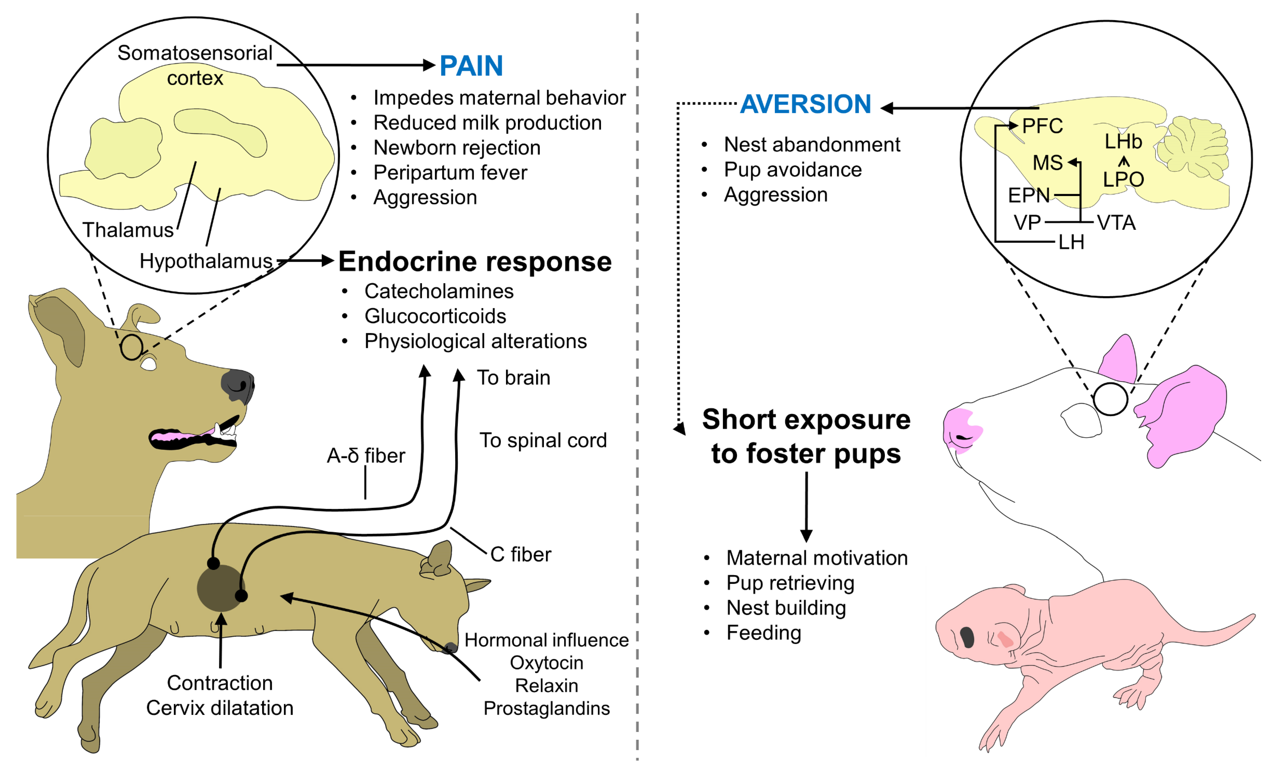 Animals 13 00532 g003 Animals 13 00532 g003