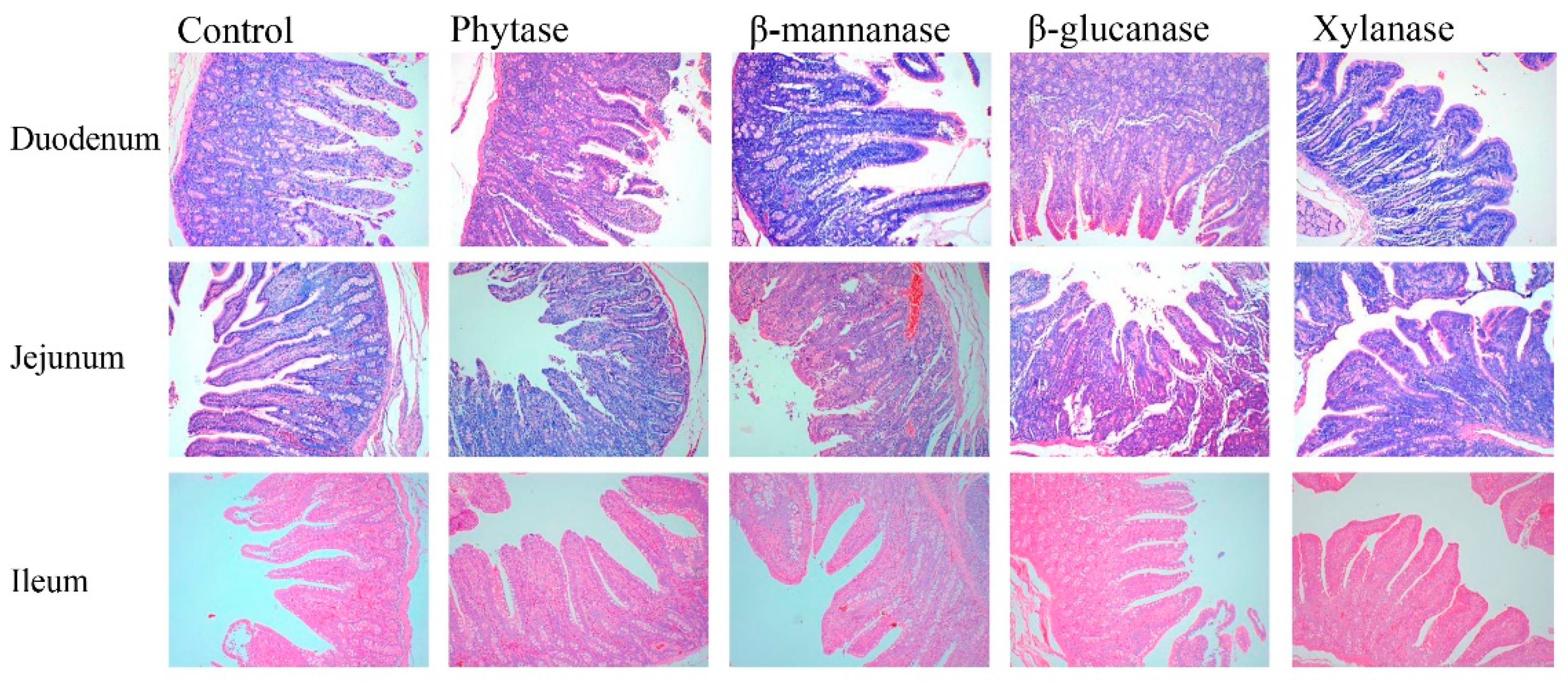Animals 13 00549 g002